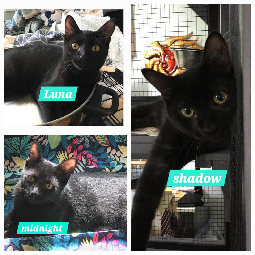 Twilight & Midnight (Luna & Pebbles adopted), a Adoptable Domestic Short Hair in staten island, NY image 3/4