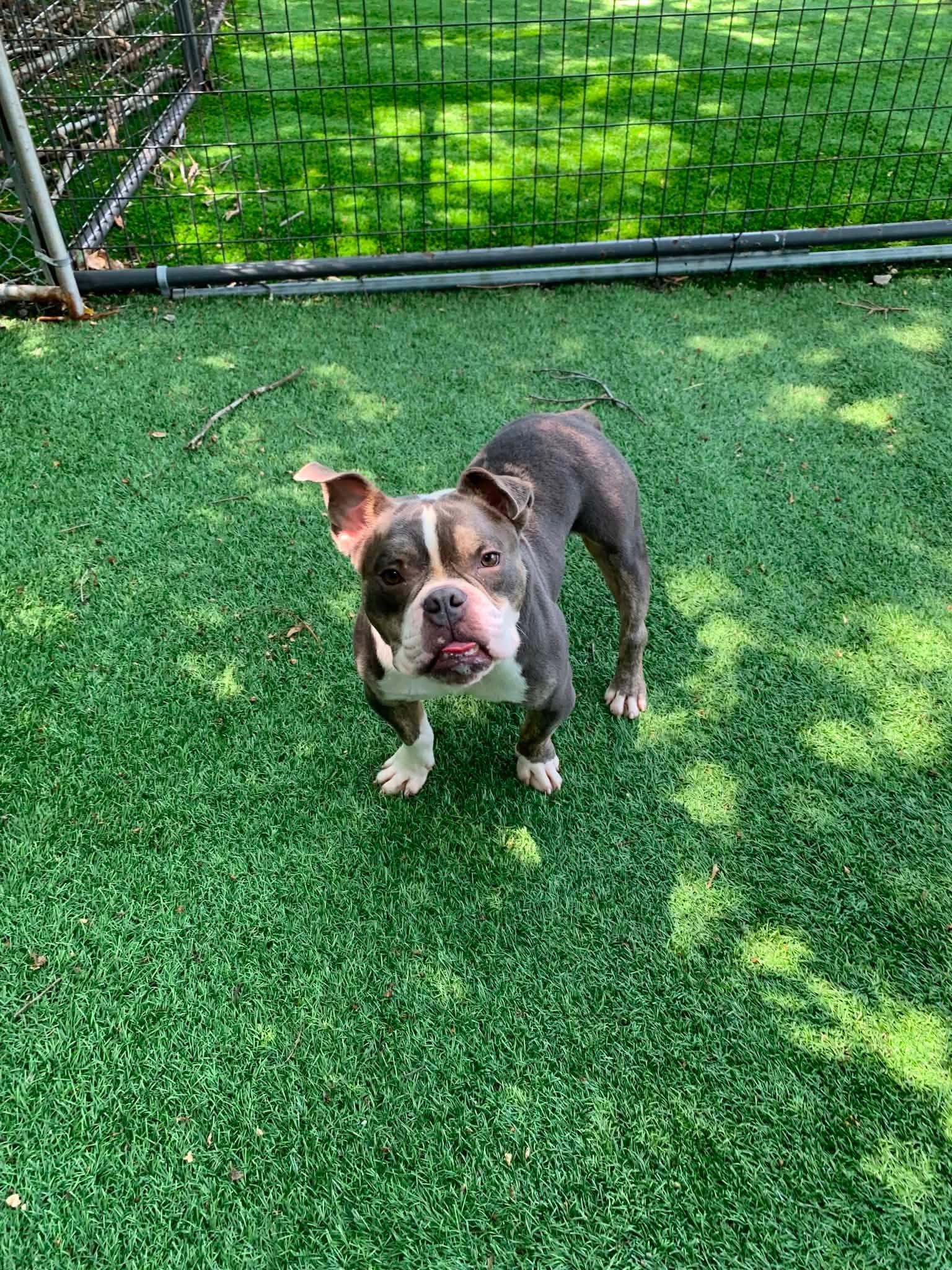 Milo, adopted, Young Male English Bulldog.