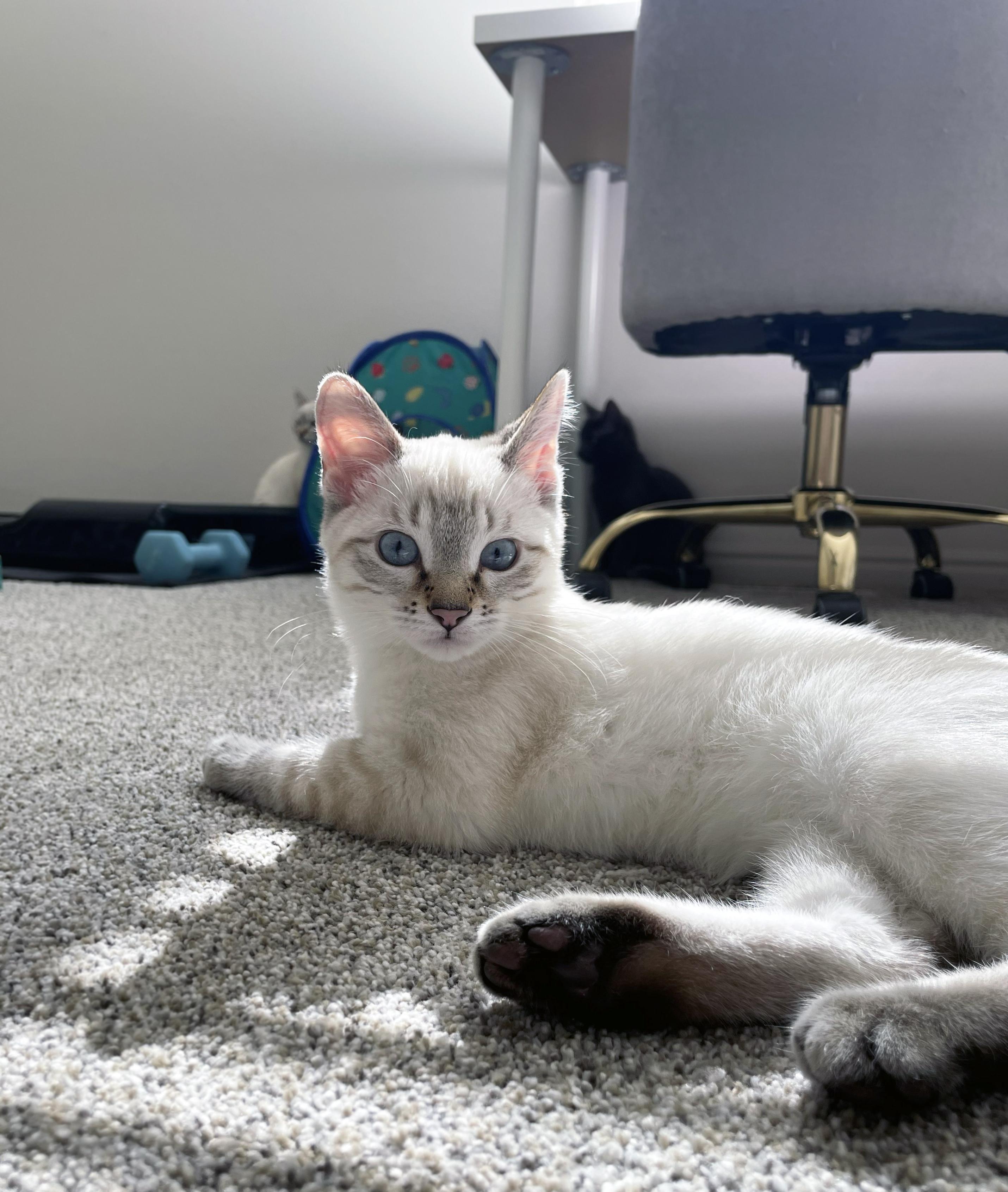 Blanche (Bonded w/Dorothy), a ADOPTABLE Domestic Short Hair in Centerville, UT image 4/4