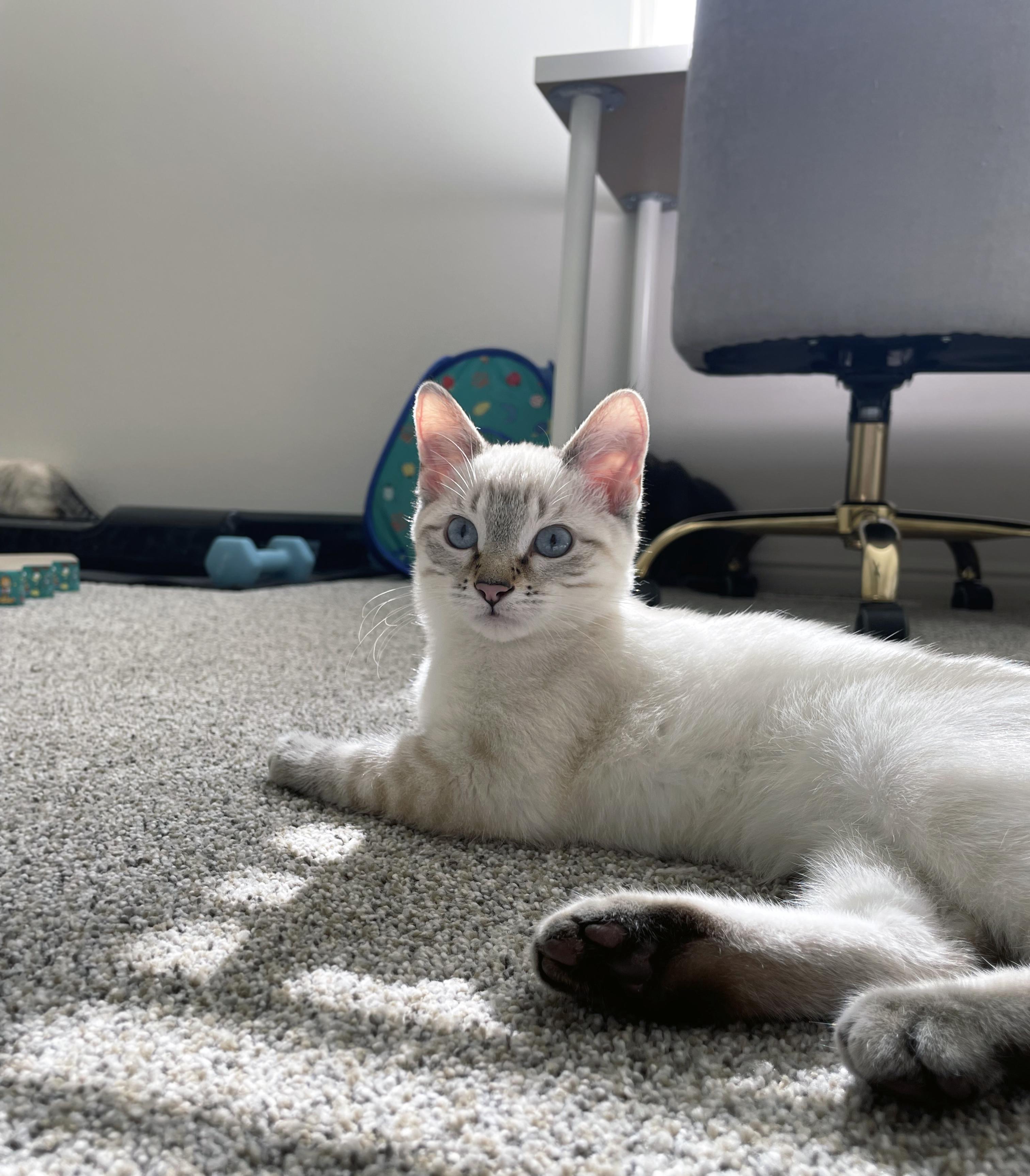 Blanche (Bonded w/Dorothy), a ADOPTABLE Domestic Short Hair in Centerville, UT image 3/4