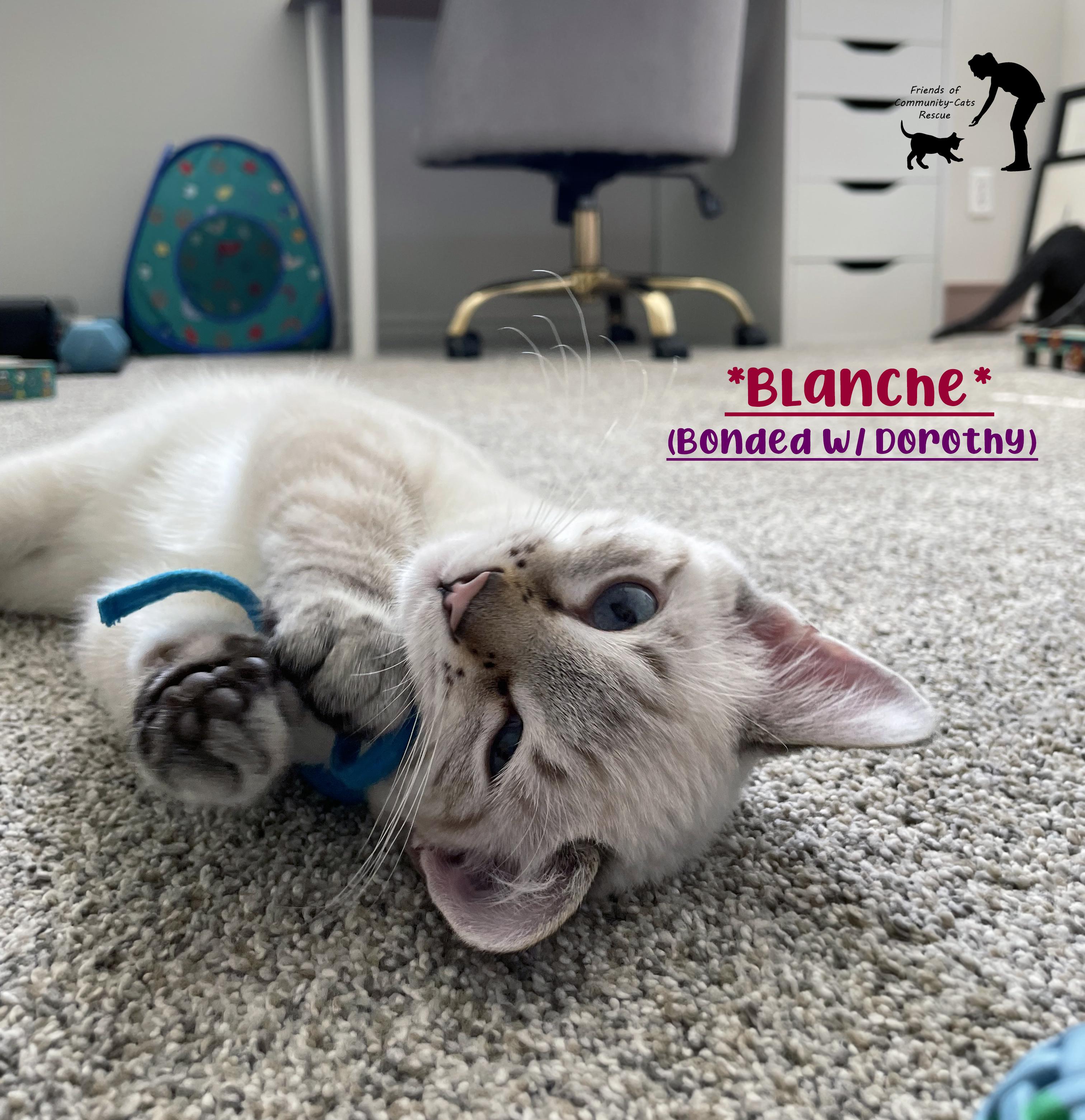 Blanche (Bonded w/Dorothy), a ADOPTABLE Domestic Short Hair in Centerville, UT image 1/4