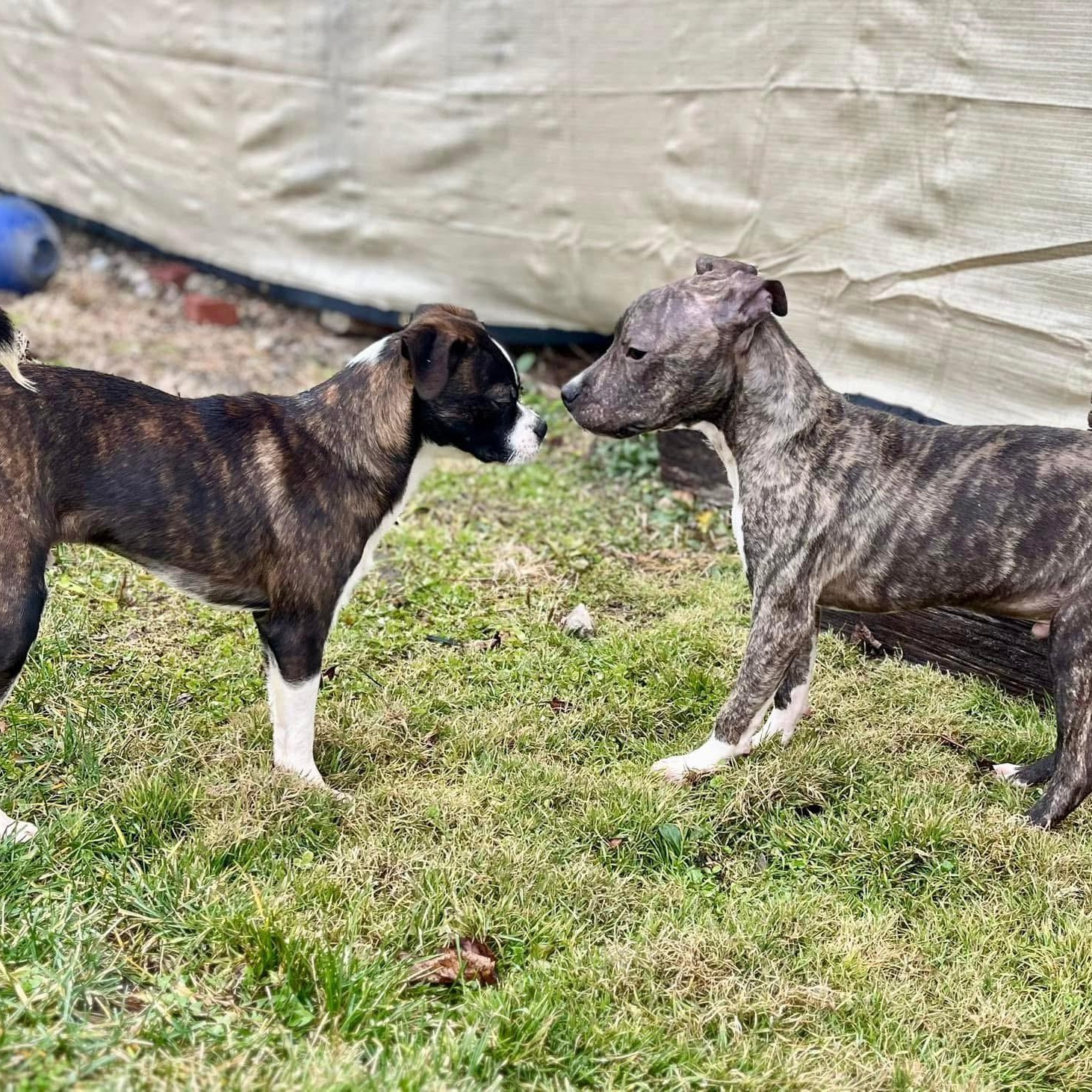 Truman - NEEDS FOSTER or FOREVER HOME