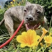 Truman - NEEDS FOSTER or FOREVER HOME, Baby Male Terrier