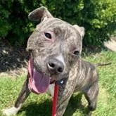 Truman - NEEDS FOSTER or FOREVER HOME