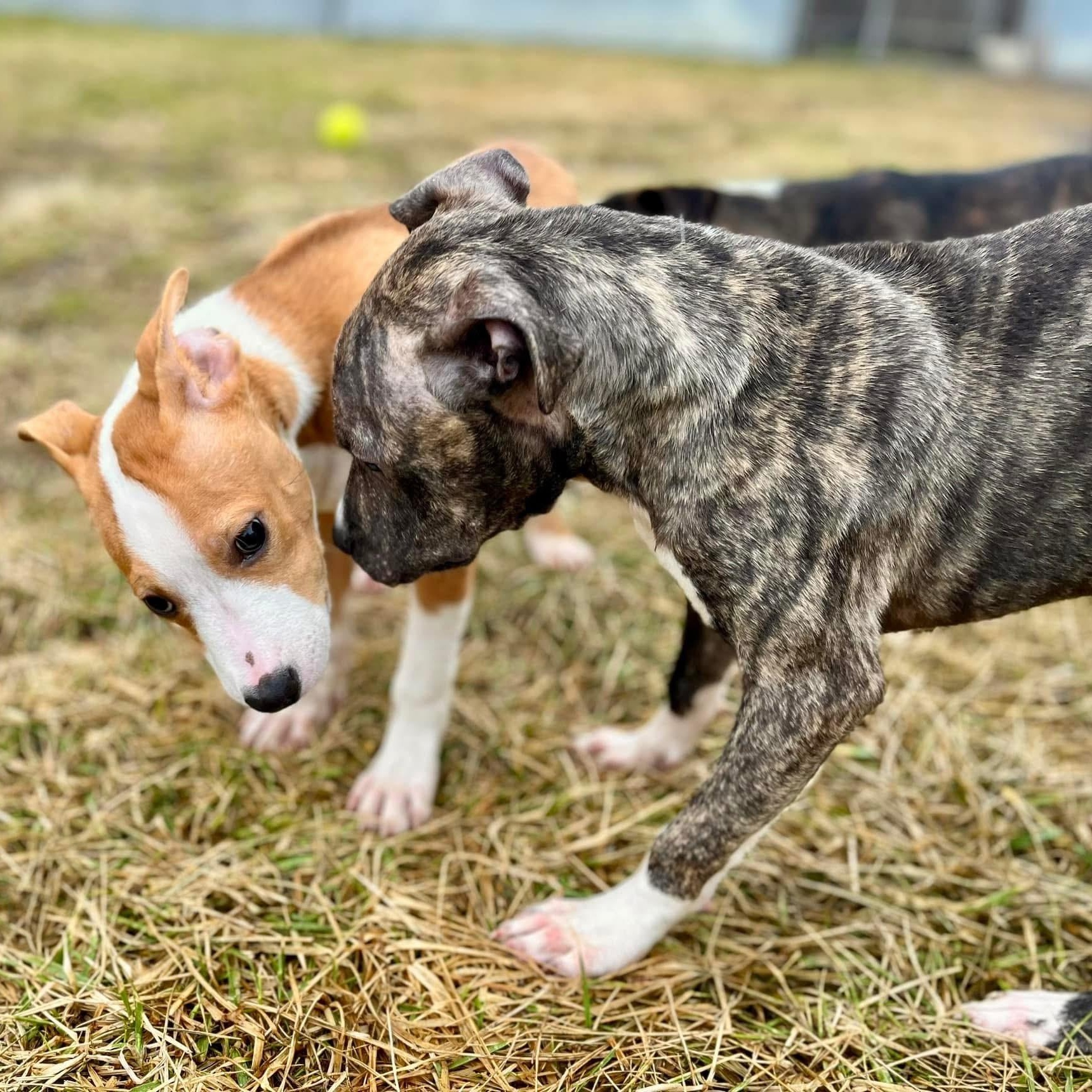 Truman - NEEDS FOSTER or FOREVER HOME