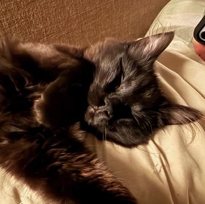 Luna, a Adoptable mixed breed in Ellensburg, WA image 2/5