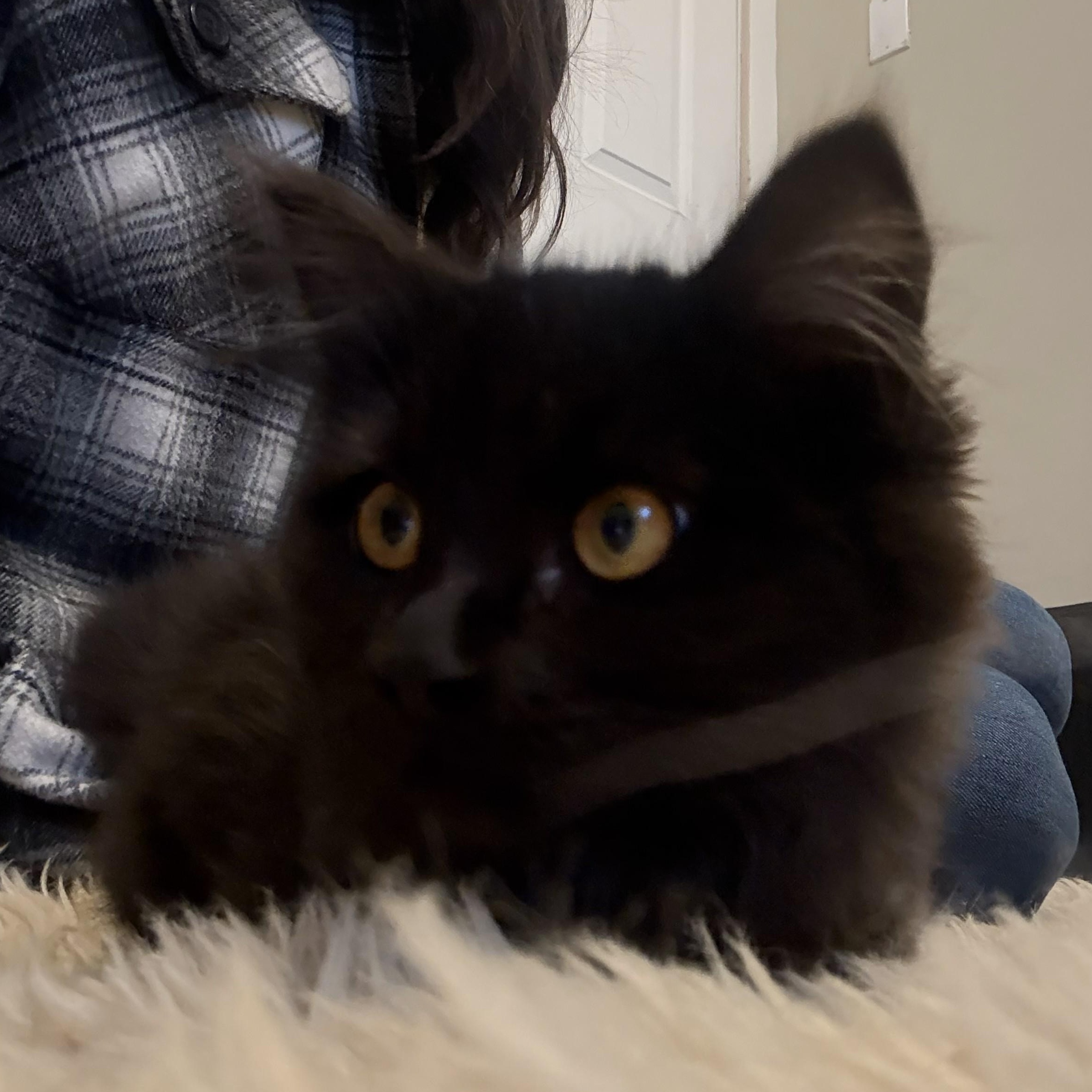 Luna, Adoptable, Kitten Female Domestic Long Hair.