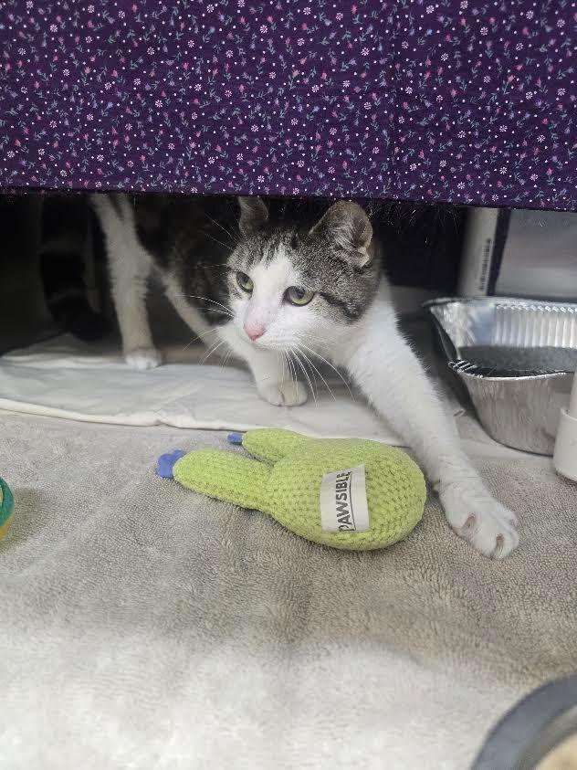 Enlarge Cyndi Pawpurr, a Adoptable mixed breed in Culpeper, VA image 1/1
