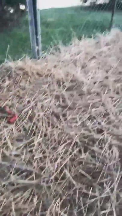 Enlarge Brennan, a Adopted mixed breed in Zanesville, OH video 2/3