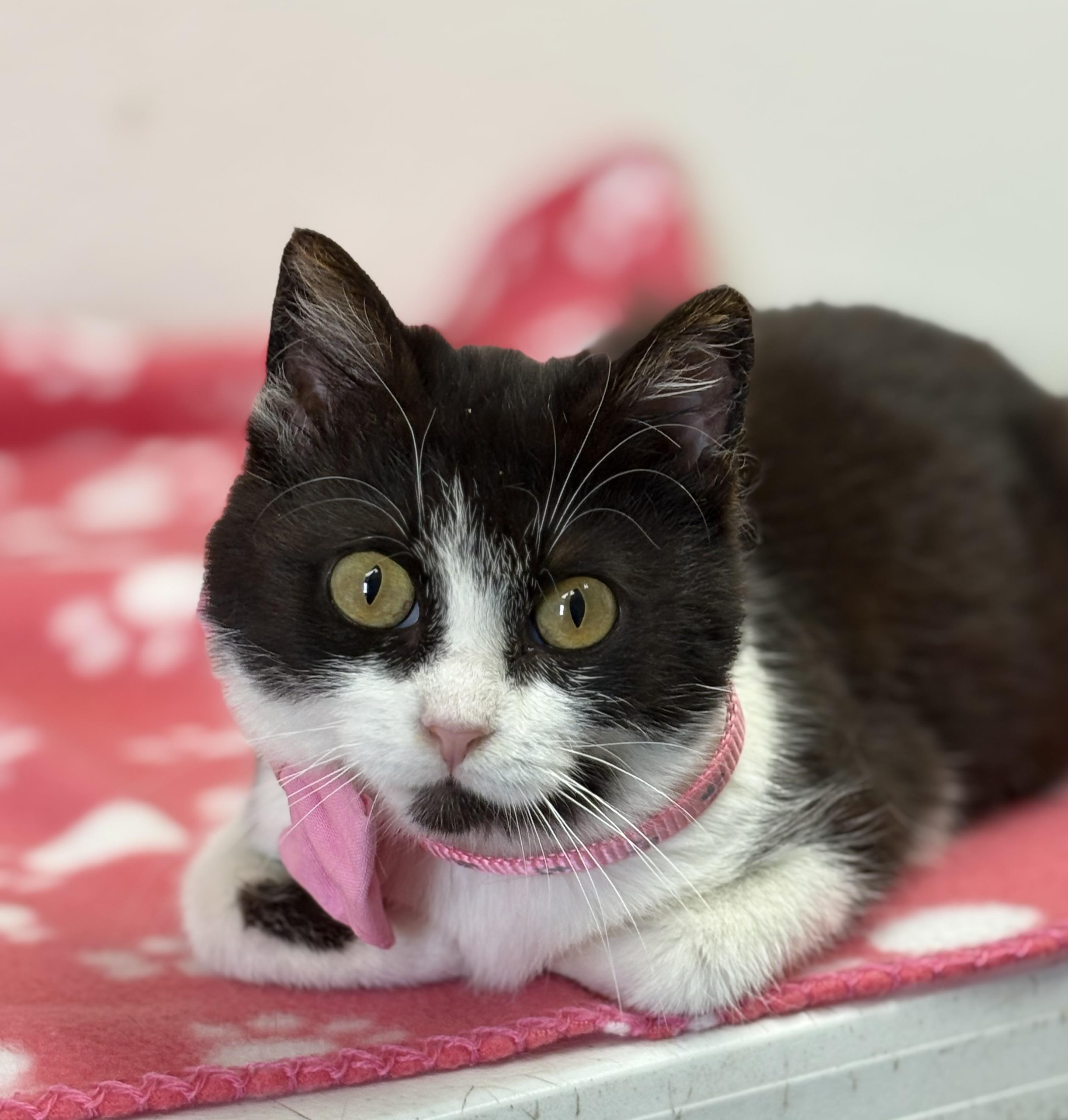 Enlarge Charm , an adopted mixed breed in Charles City, IA image 1/5