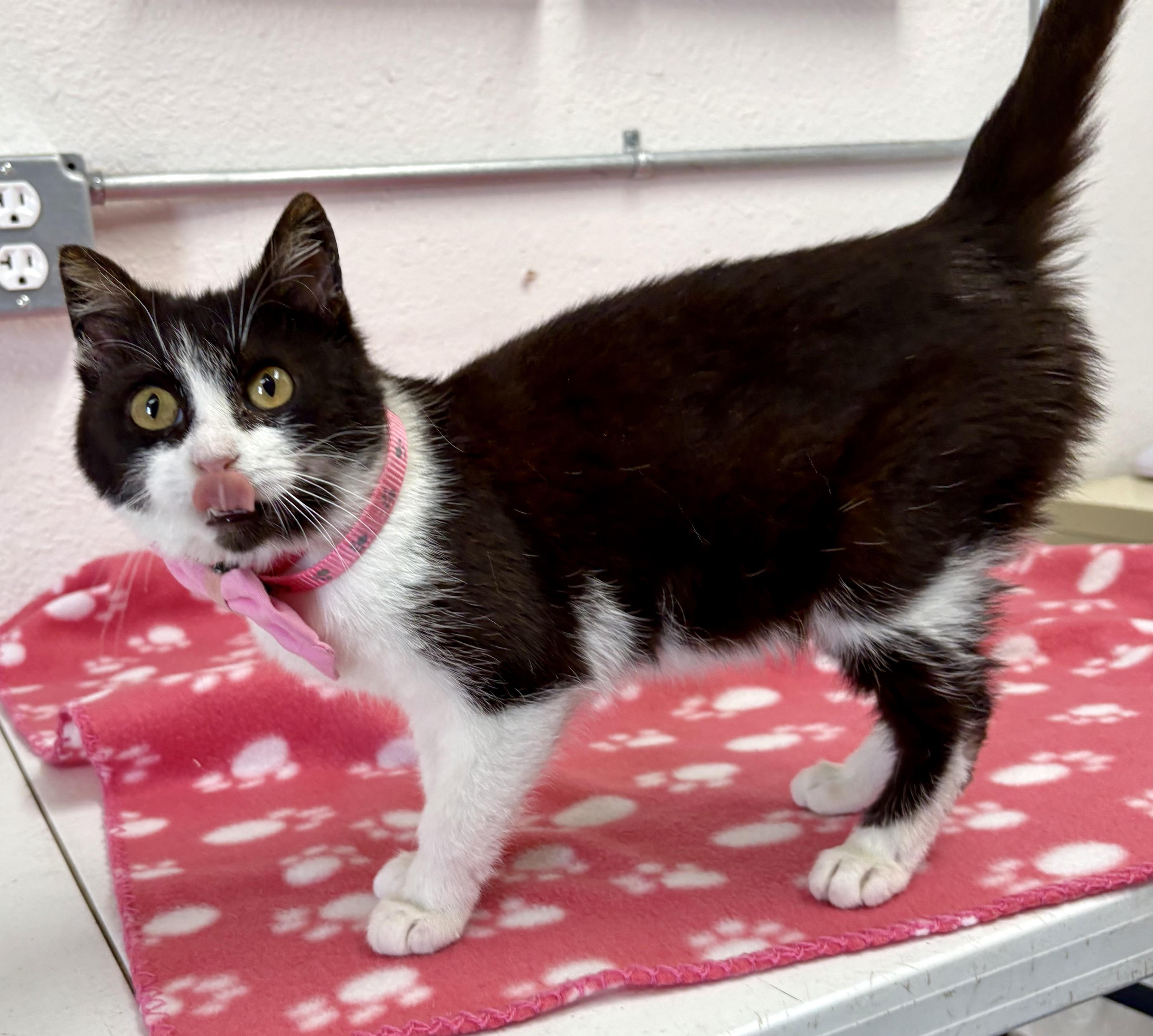 Enlarge Charm , an adopted mixed breed in Charles City, IA image 2/5