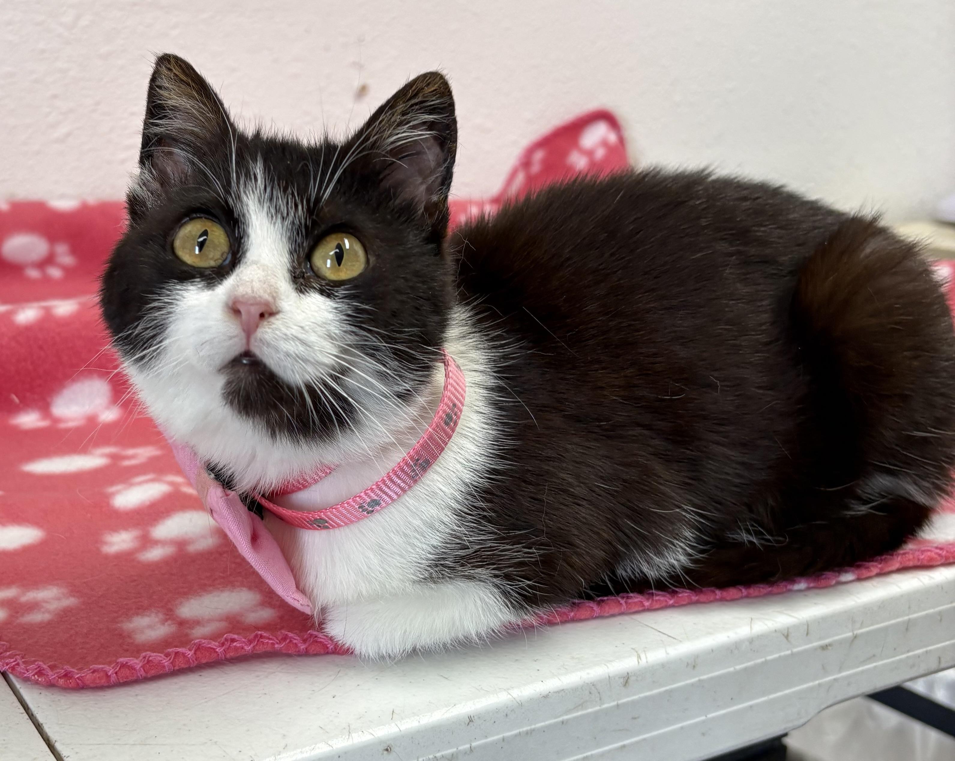 Enlarge Charm , an adopted mixed breed in Charles City, IA image 3/5