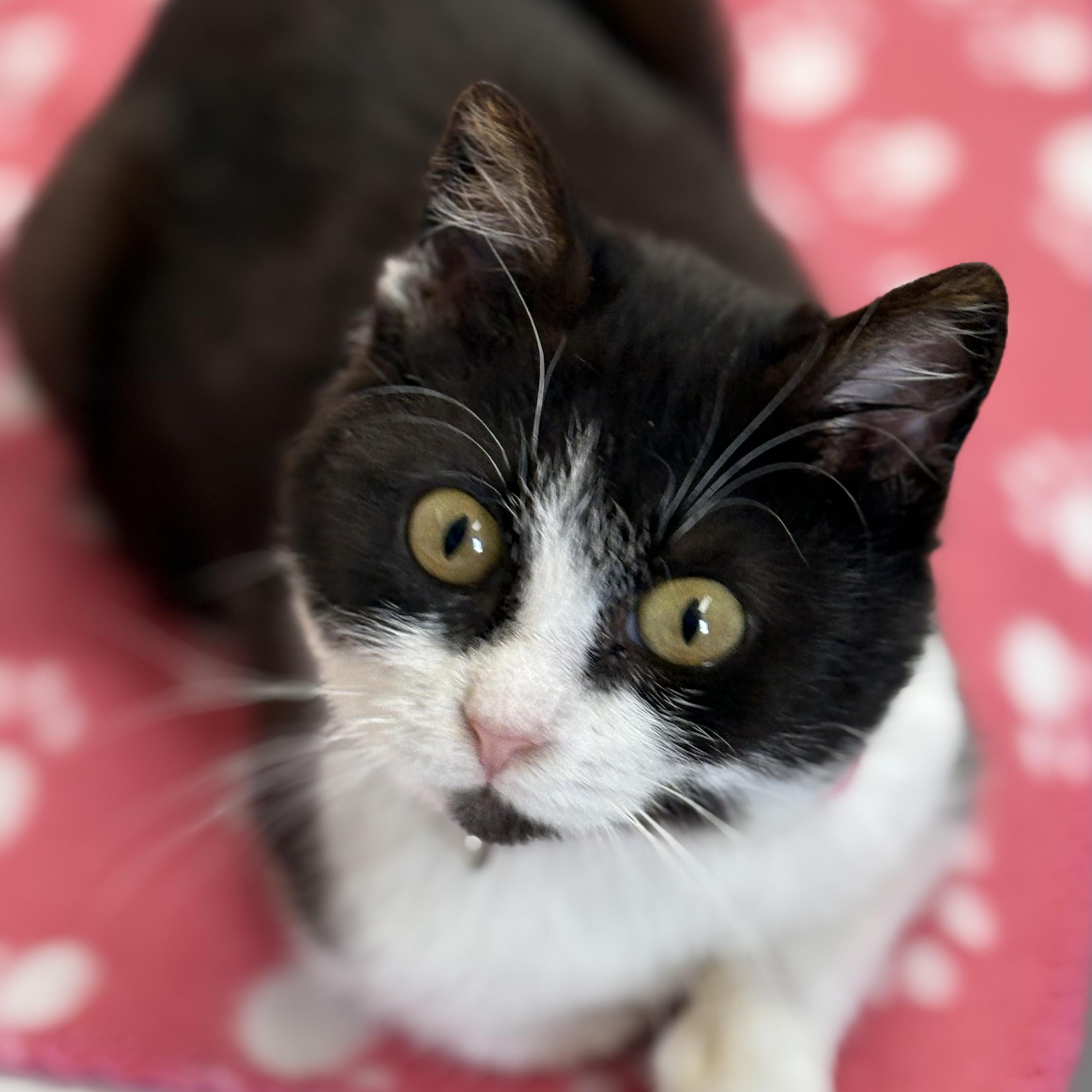 Enlarge Charm , an adopted mixed breed in Charles City, IA image 4/5