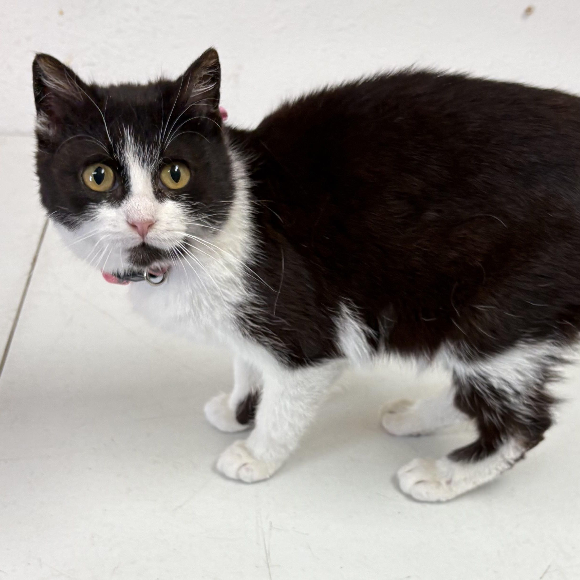 Enlarge Charm , an adopted mixed breed in Charles City, IA image 5/5