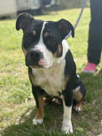 Enlarge Cleo, a Adoptable mixed breed in King William, VA image 1/1