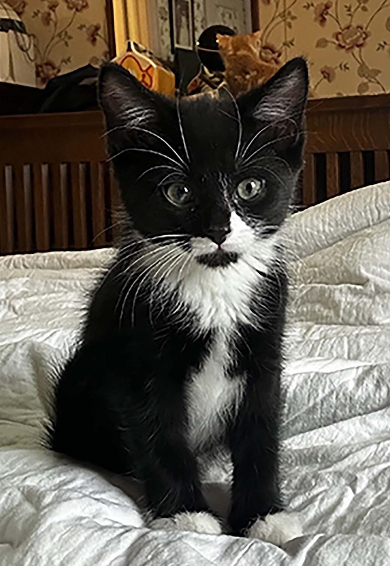 Enlarge Pepper, a ADOPTABLE Domestic Short Hair in East Hanover, NJ image 1/1