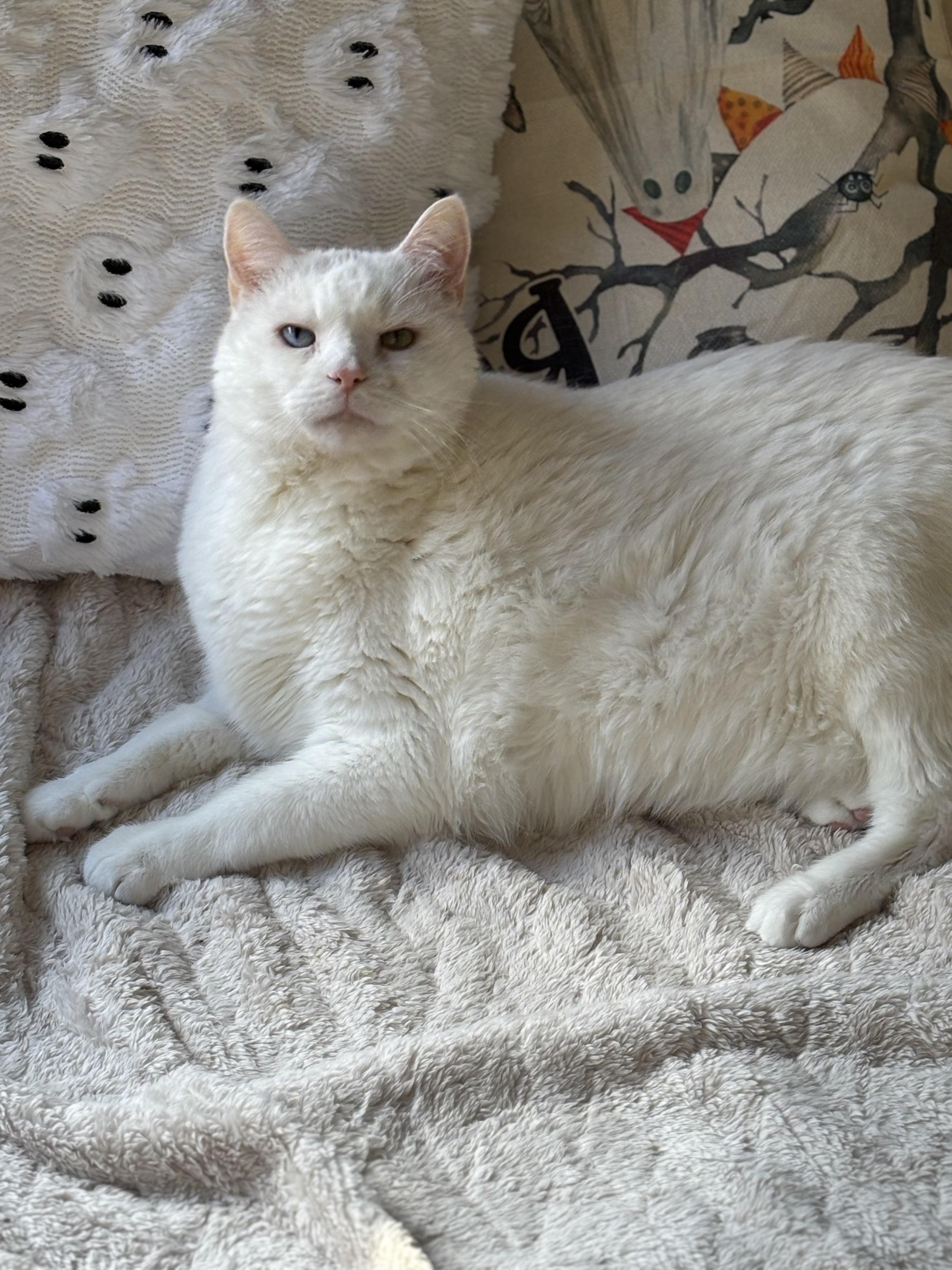 Zorro, Adoptable, Senior Male Domestic Medium Hair.