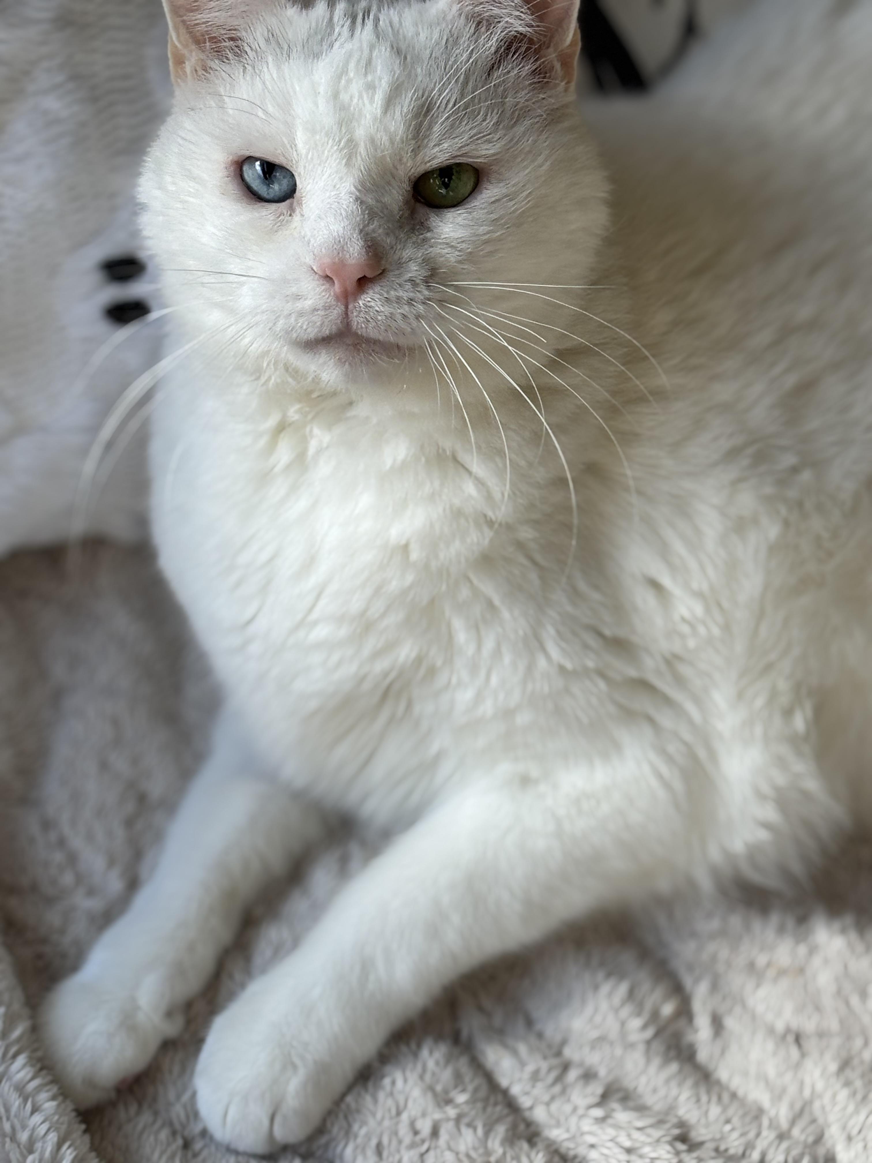 Enlarge Zorro, a Adoptable Domestic Medium Hair in Ottawa, ON image 2/4