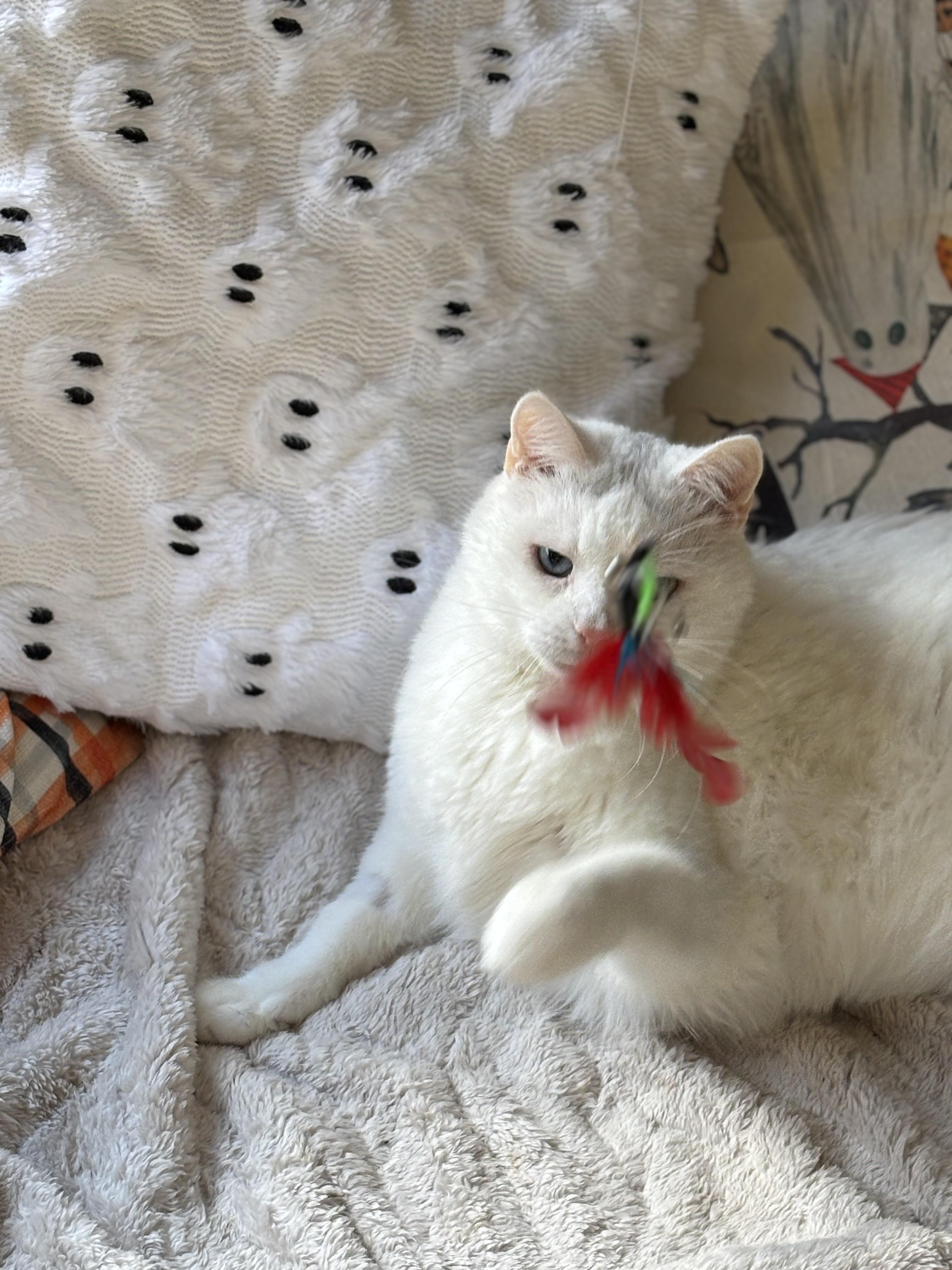 Enlarge Zorro, a Adoptable Domestic Medium Hair in Ottawa, ON image 3/4