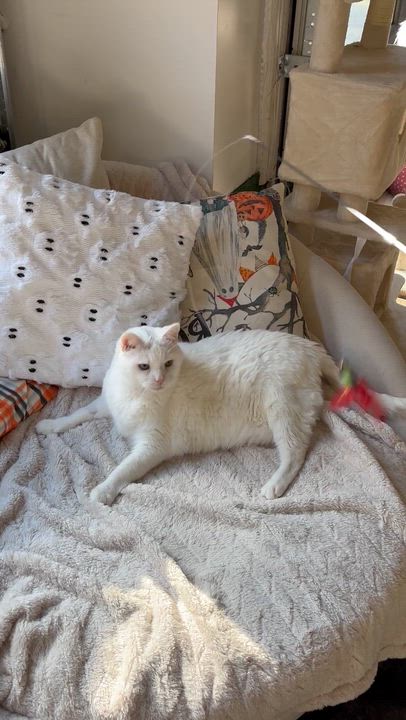 Enlarge Zorro, a Adoptable Domestic Medium Hair in Ottawa, ON video 4/4