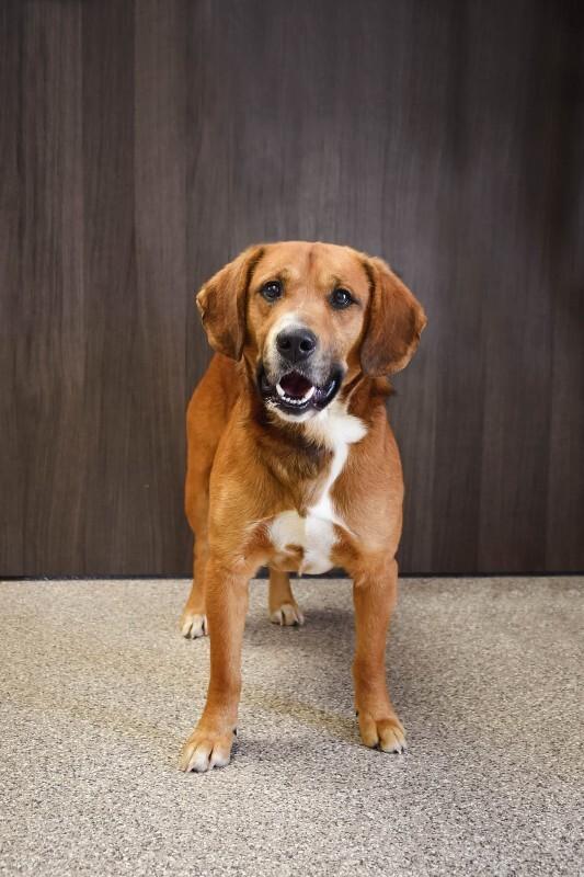 Major, a Adoptable mixed breed in Georgetown, OH image 1/2