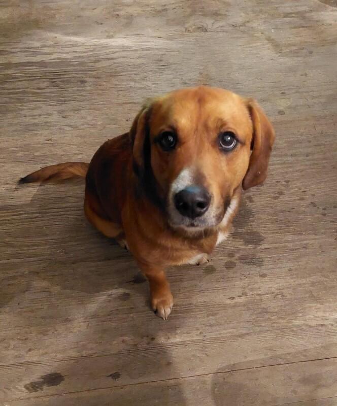 Major, a Adoptable mixed breed in Georgetown, OH image 2/2