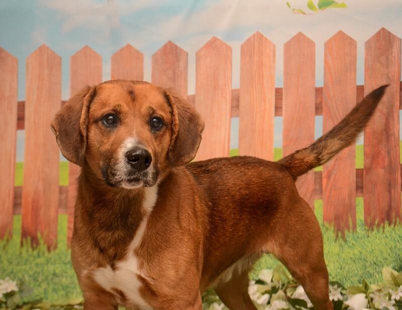Enlarge Major, a Adoptable mixed breed in Georgetown, OH image 3/5