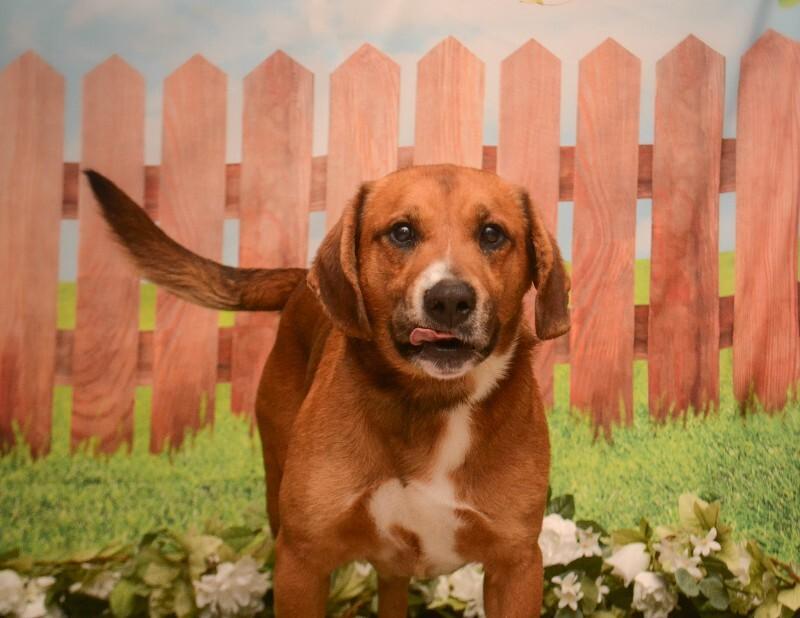 Enlarge Major, a Adoptable mixed breed in Georgetown, OH image 4/5