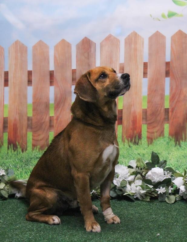Enlarge Major, a Adoptable mixed breed in Georgetown, OH image 5/5