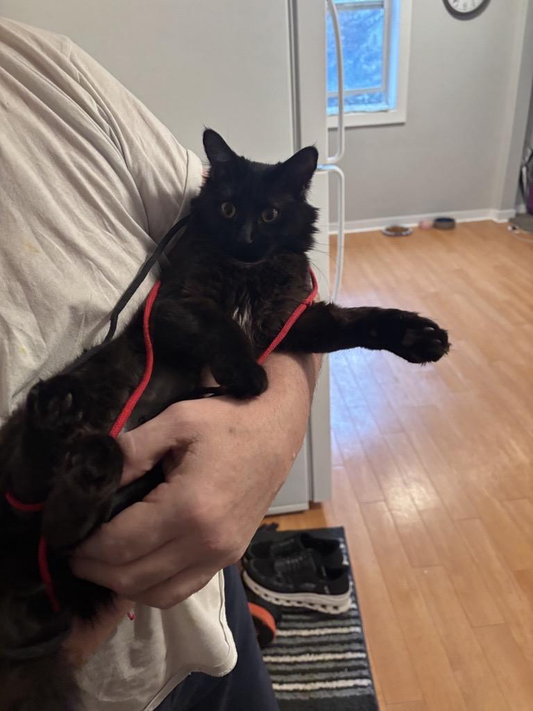 Lyla - Courtesy Post, a ADOPTABLE Domestic Long Hair in Chaska, MN image 2/3