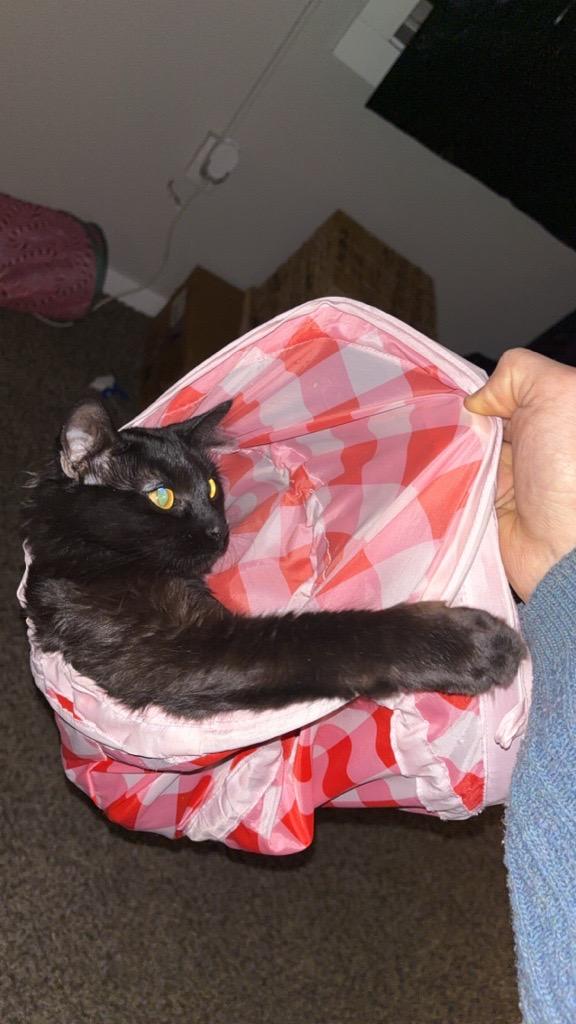 Lyla - Courtesy Post, a ADOPTABLE Domestic Long Hair in Chaska, MN image 3/3