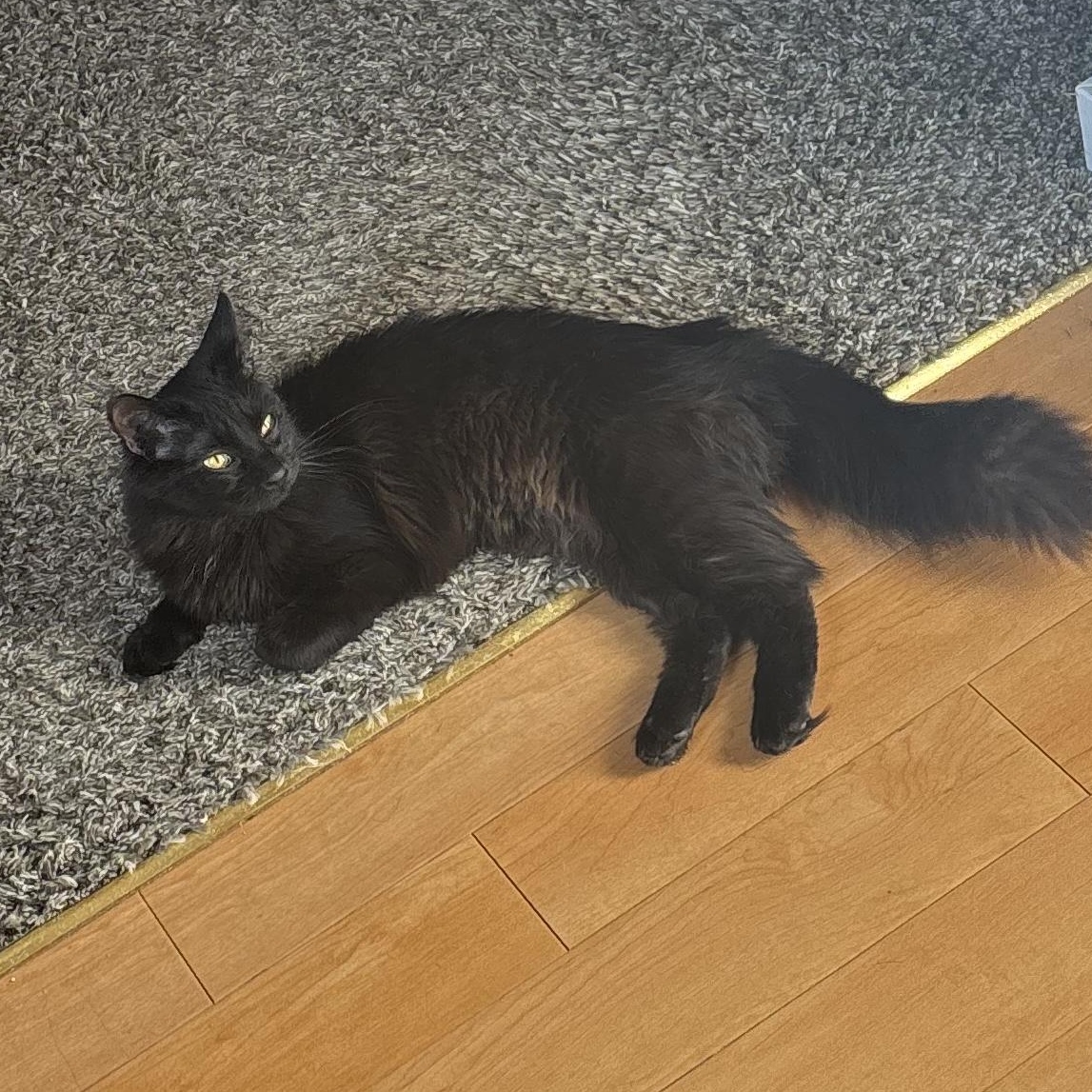 Lyla - Courtesy Post, a ADOPTABLE Domestic Long Hair in Chaska, MN image 1/3