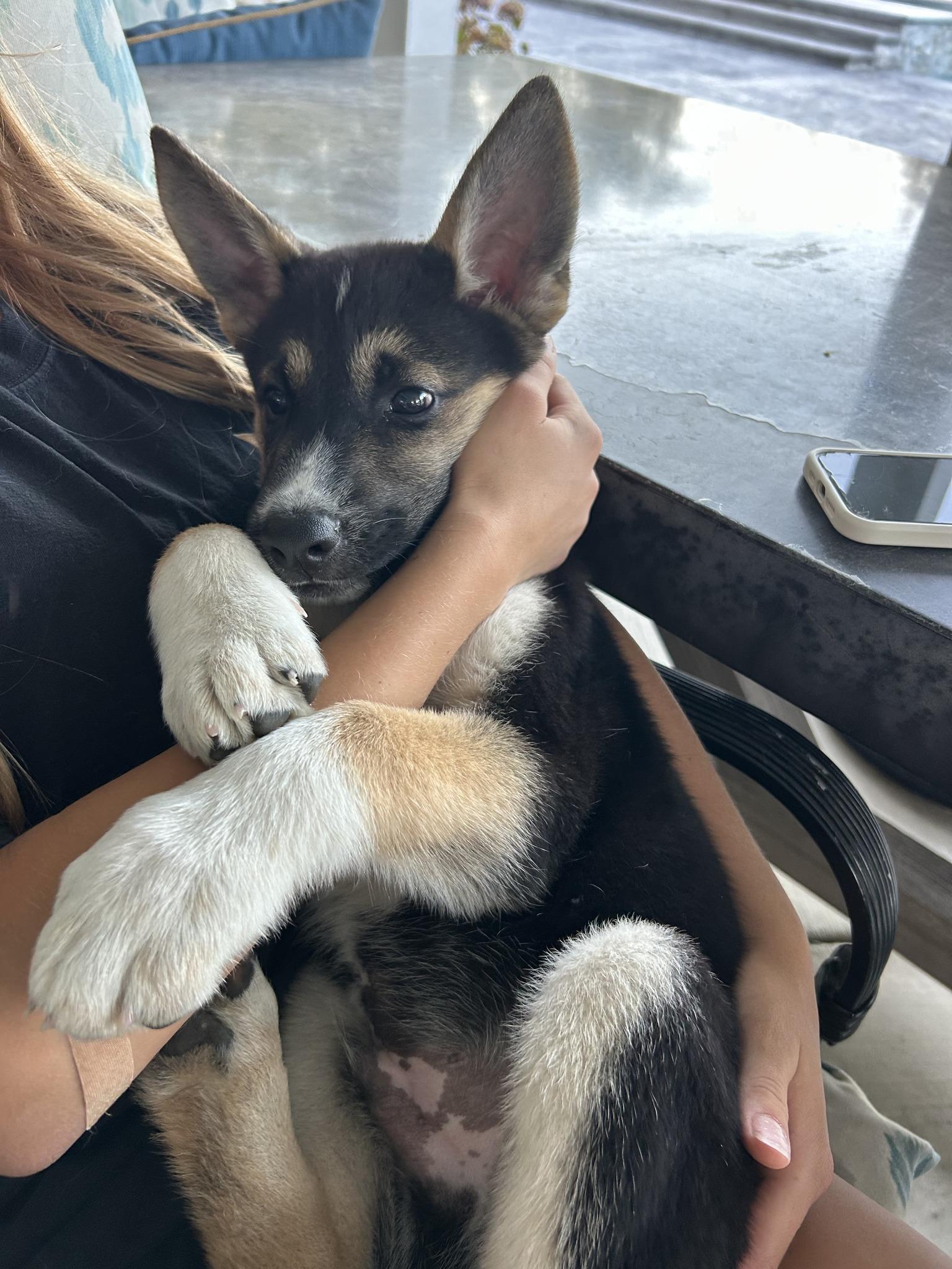 Enlarge Toddy, an adopted mixed breed in tracy, CA image 2/2