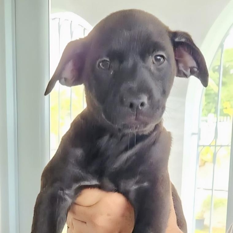 Enlarge EMBER "So Cute Litter #10" (Currently in Puerto Rico), an adopted mixed breed in New York, NY image 1/4