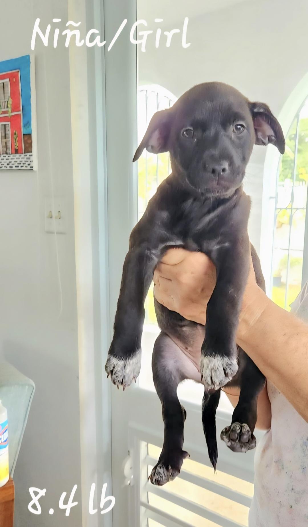 Enlarge EMBER "So Cute Litter #10" (Currently in Puerto Rico), an adopted mixed breed in New York, NY image 2/4