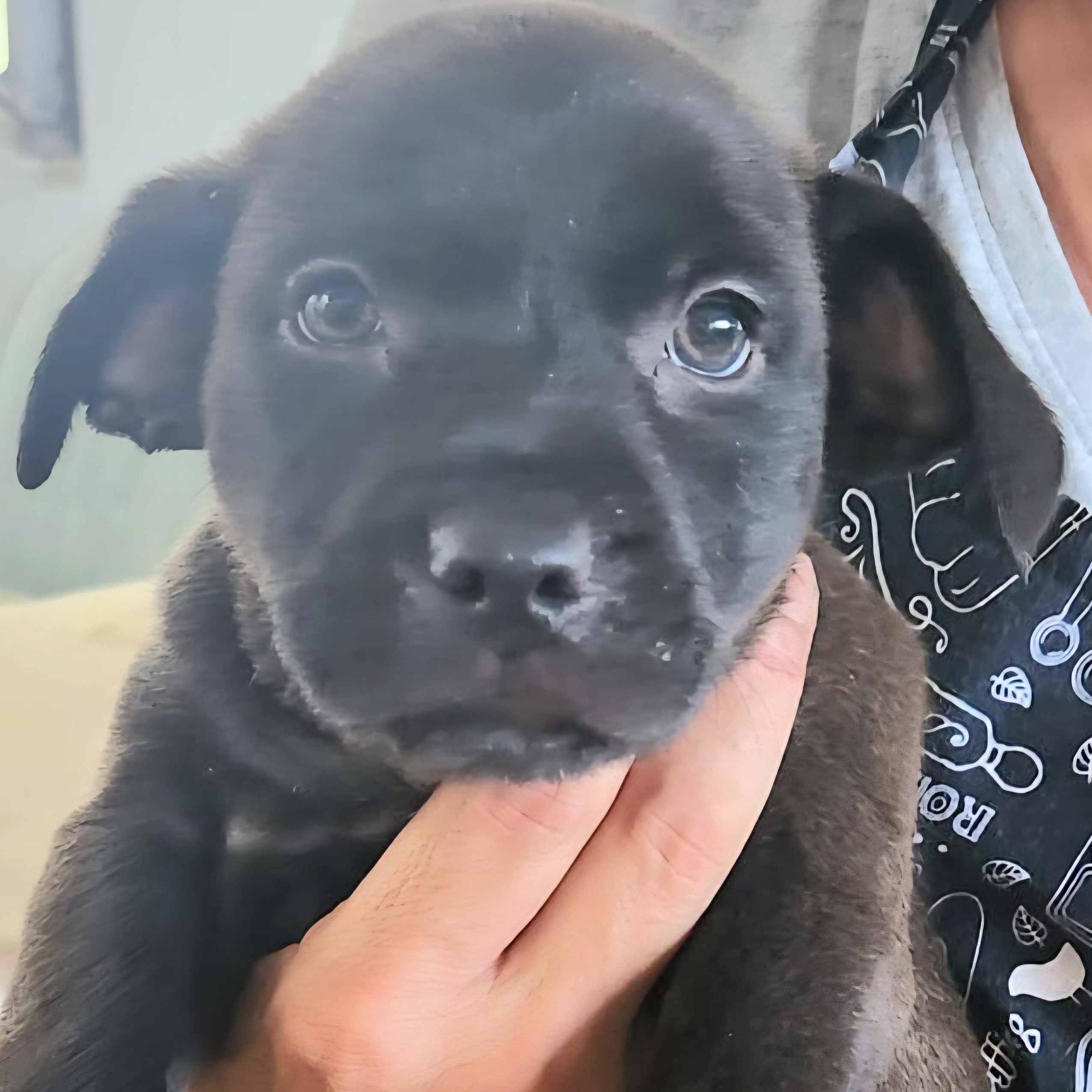 Enlarge EMBER "So Cute Litter #10" (Currently in Puerto Rico), an adopted mixed breed in New York, NY image 3/4