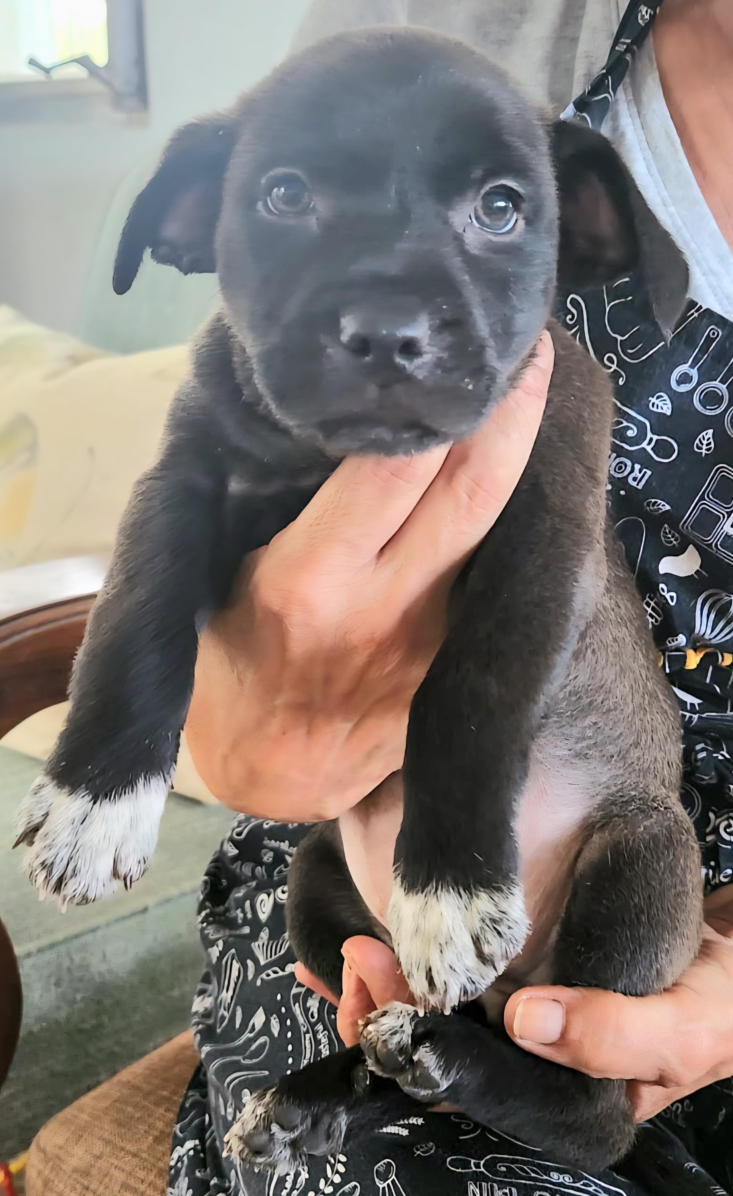 Enlarge EMBER "So Cute Litter #10" (Currently in Puerto Rico), an adopted mixed breed in New York, NY image 4/4