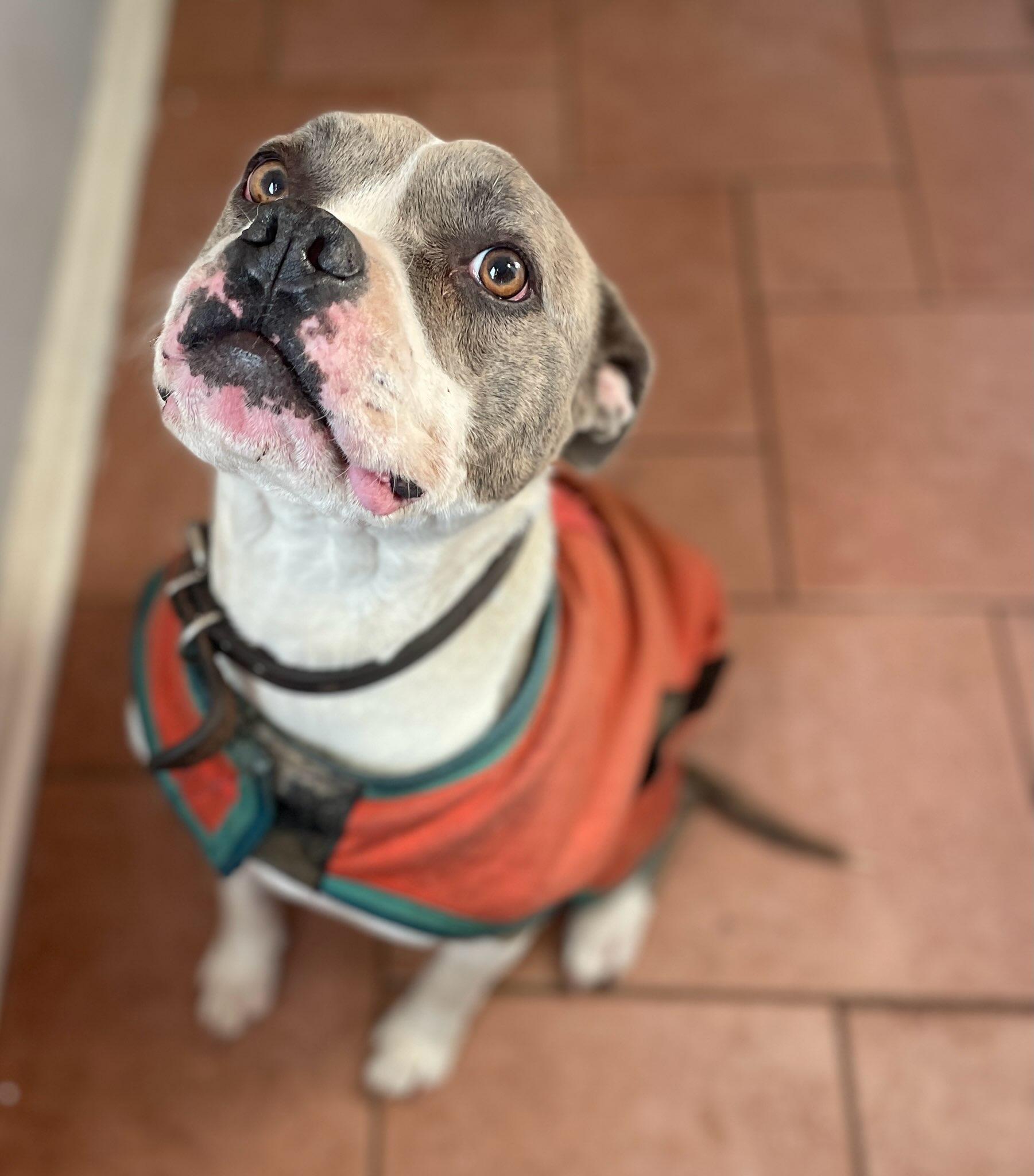 Pepper- courtesy post, a Adoptable mixed breed in Chesapeake, VA image 2/2