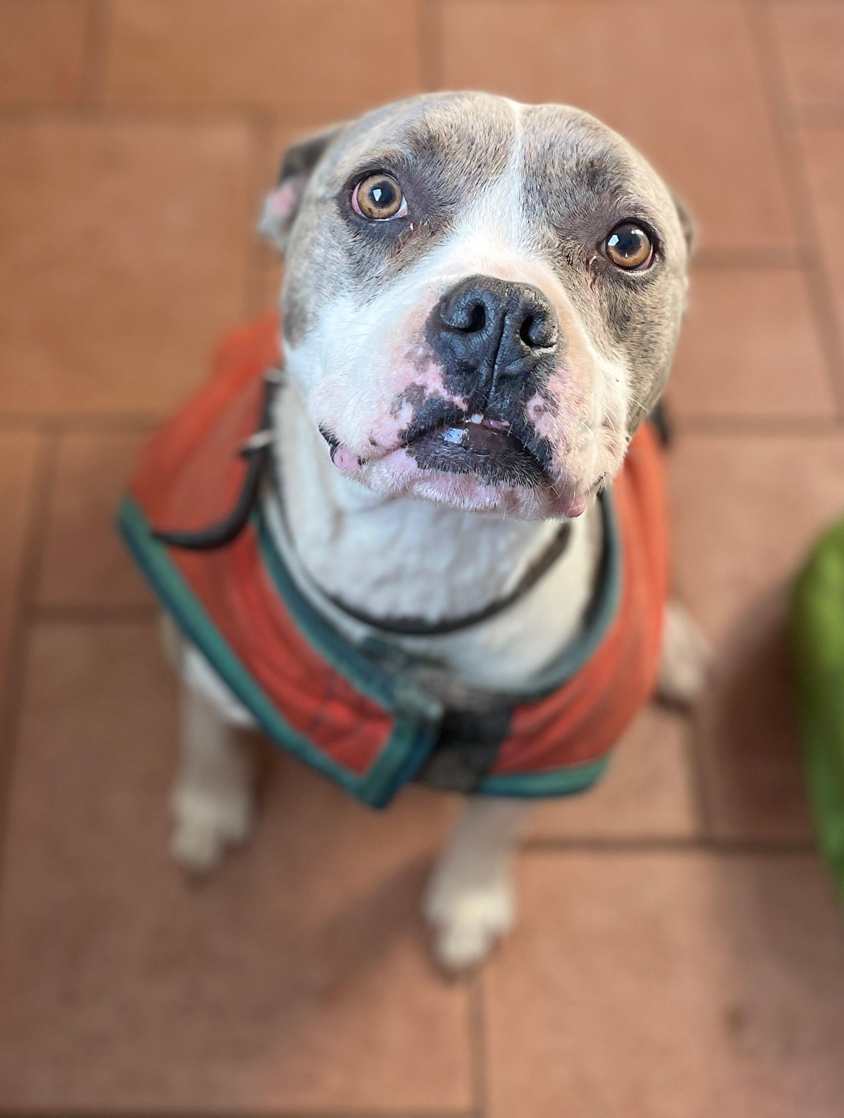 Pepper- courtesy post, a Adoptable mixed breed in Chesapeake, VA image 1/2