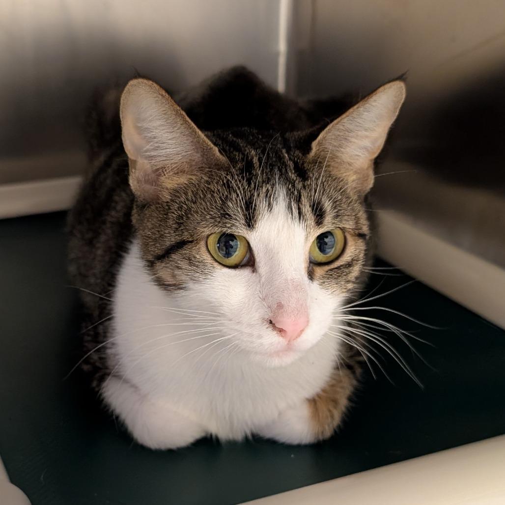 Enlarge Lumen, a Adoptable Domestic Short Hair in Toledo, OH image 1/2