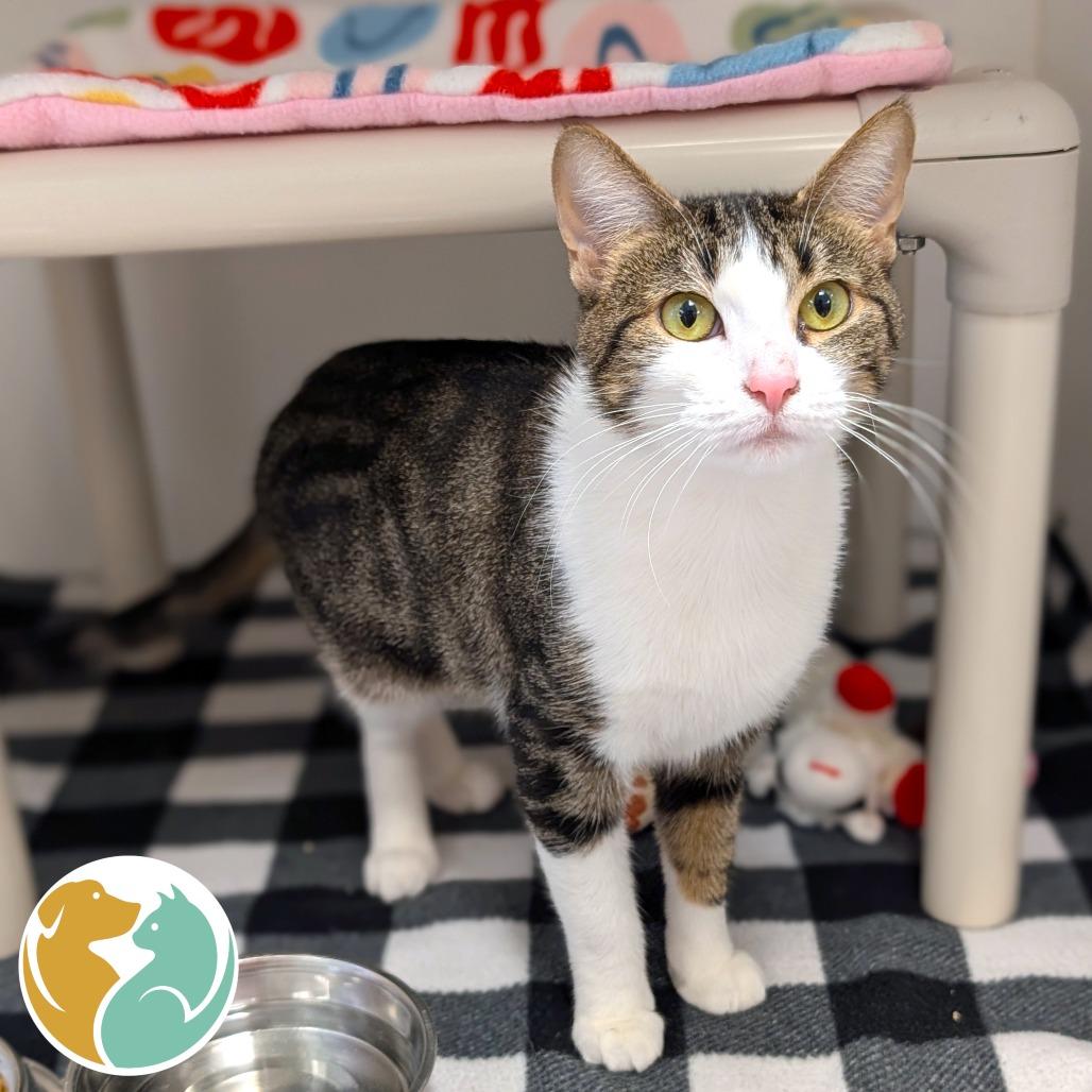 Enlarge Lumen, a Adoptable Domestic Short Hair in Toledo, OH image 2/2