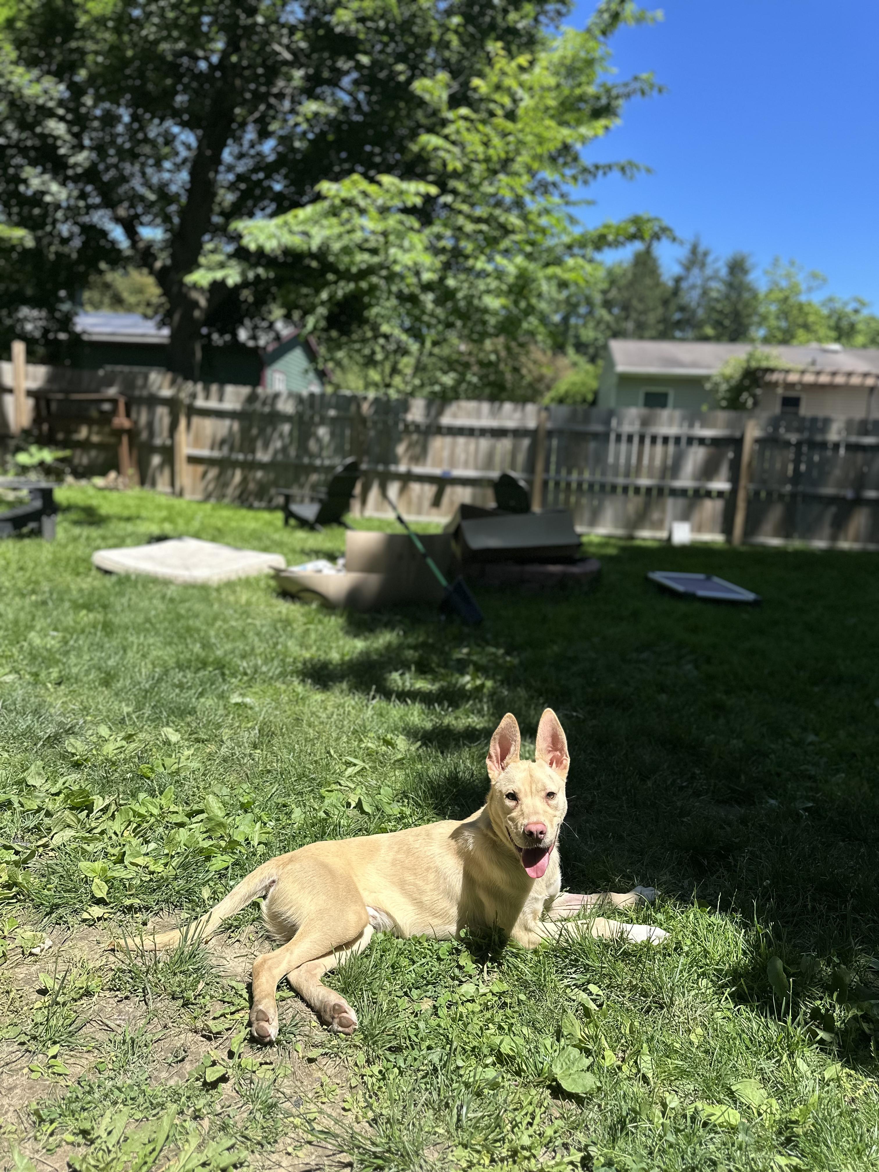 Enlarge Calvin, a ADOPTABLE mixed breed in Pittsburgh, PA image 5/5