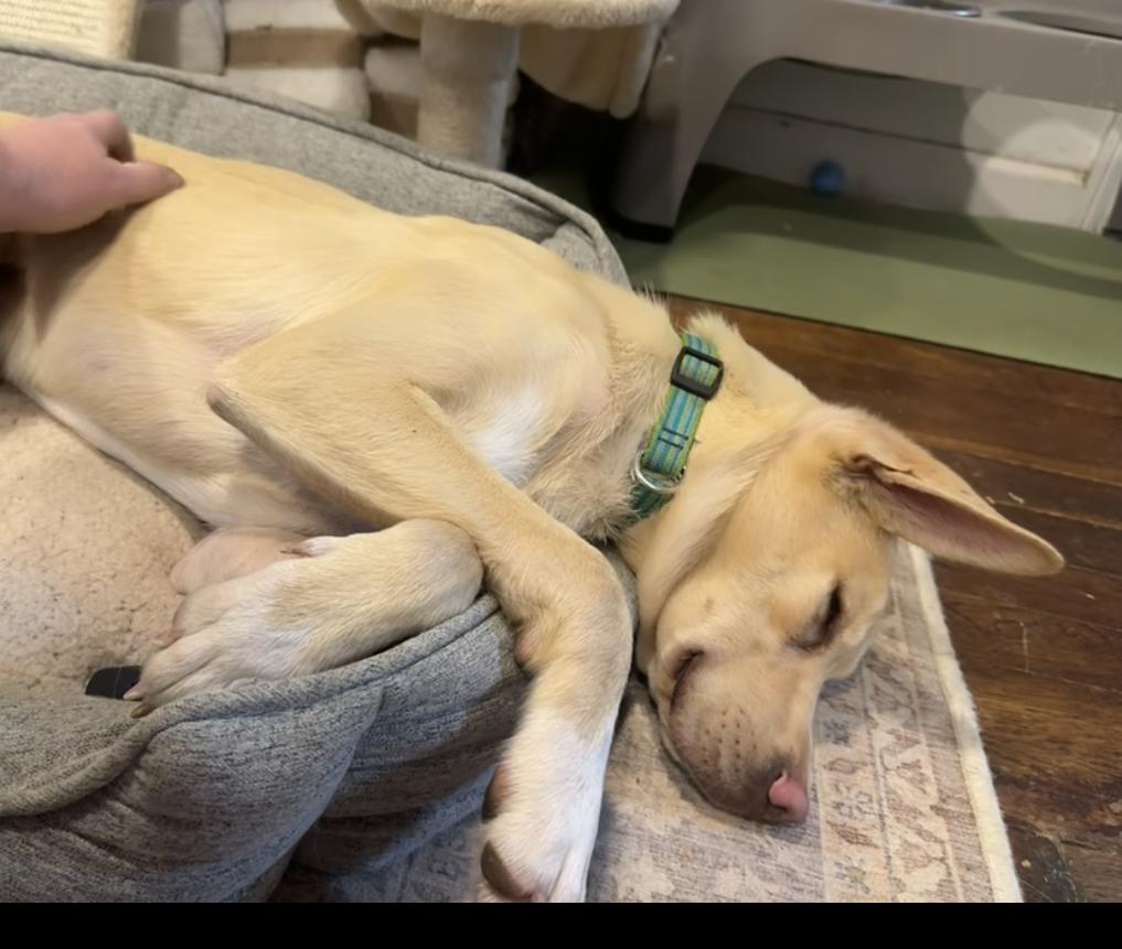 Enlarge Calvin, a ADOPTABLE mixed breed in Pittsburgh, PA image 4/5