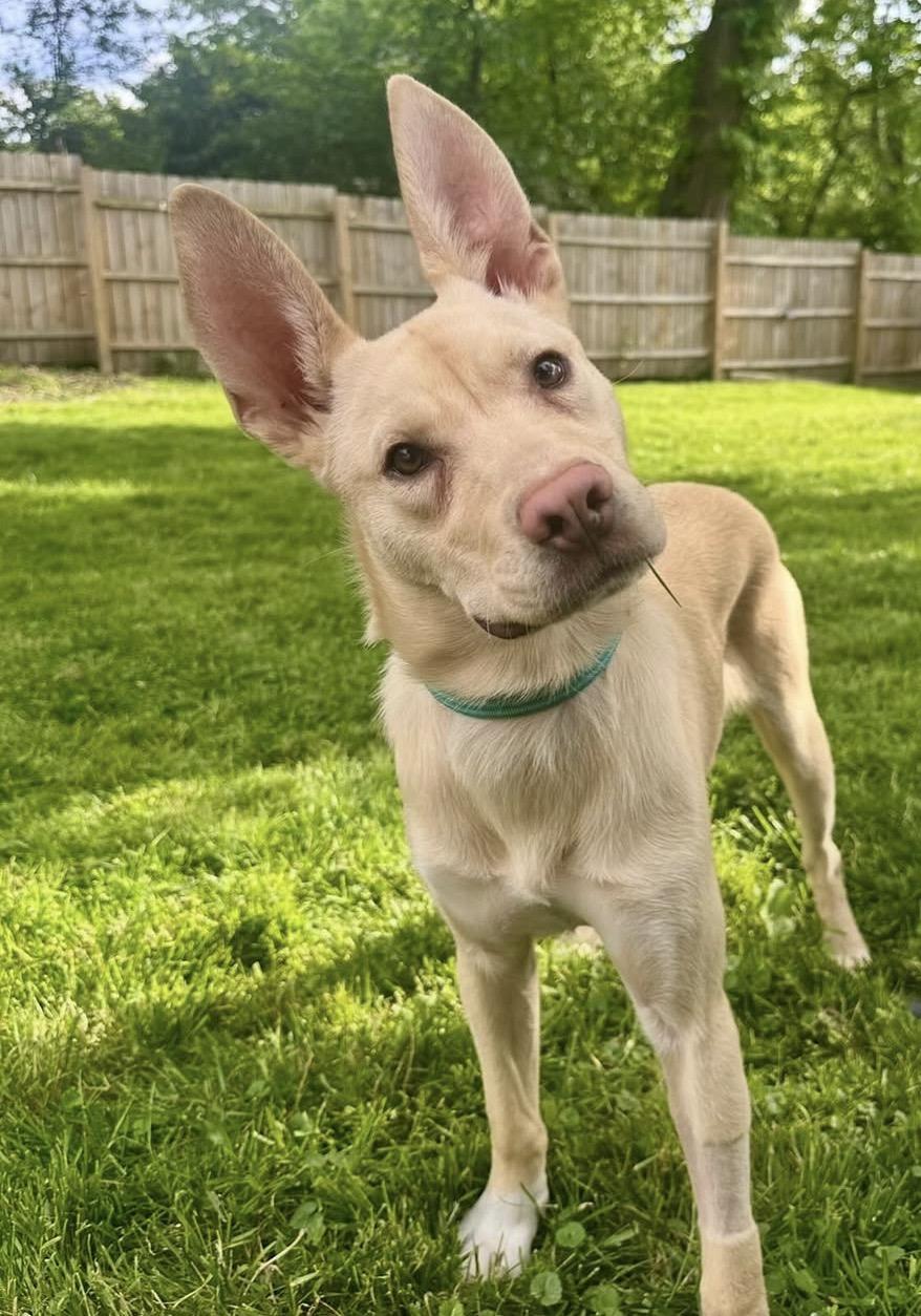 Enlarge Calvin, a ADOPTABLE mixed breed in Pittsburgh, PA image 1/5