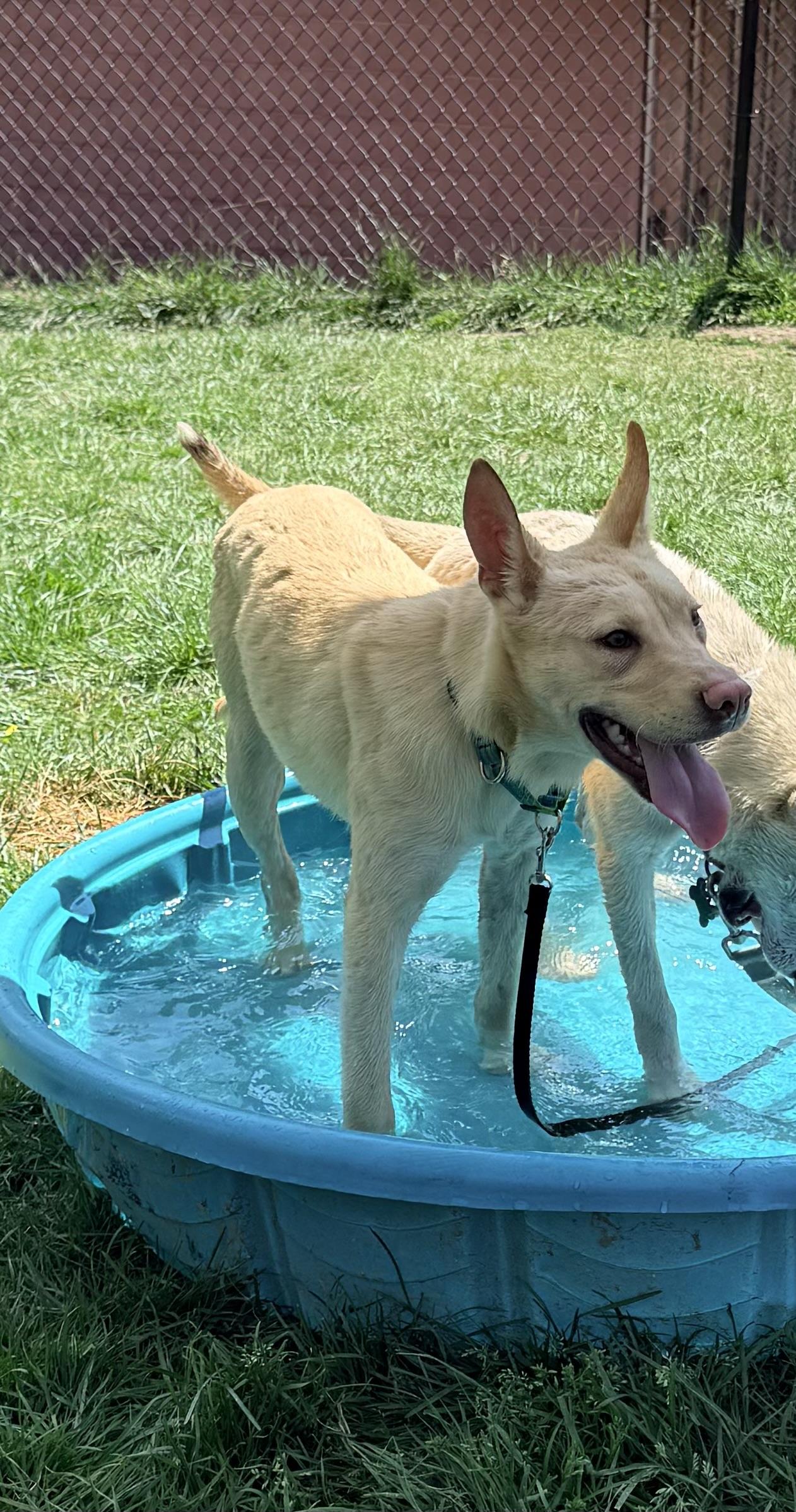 Enlarge Calvin, a ADOPTABLE mixed breed in Pittsburgh, PA image 3/5
