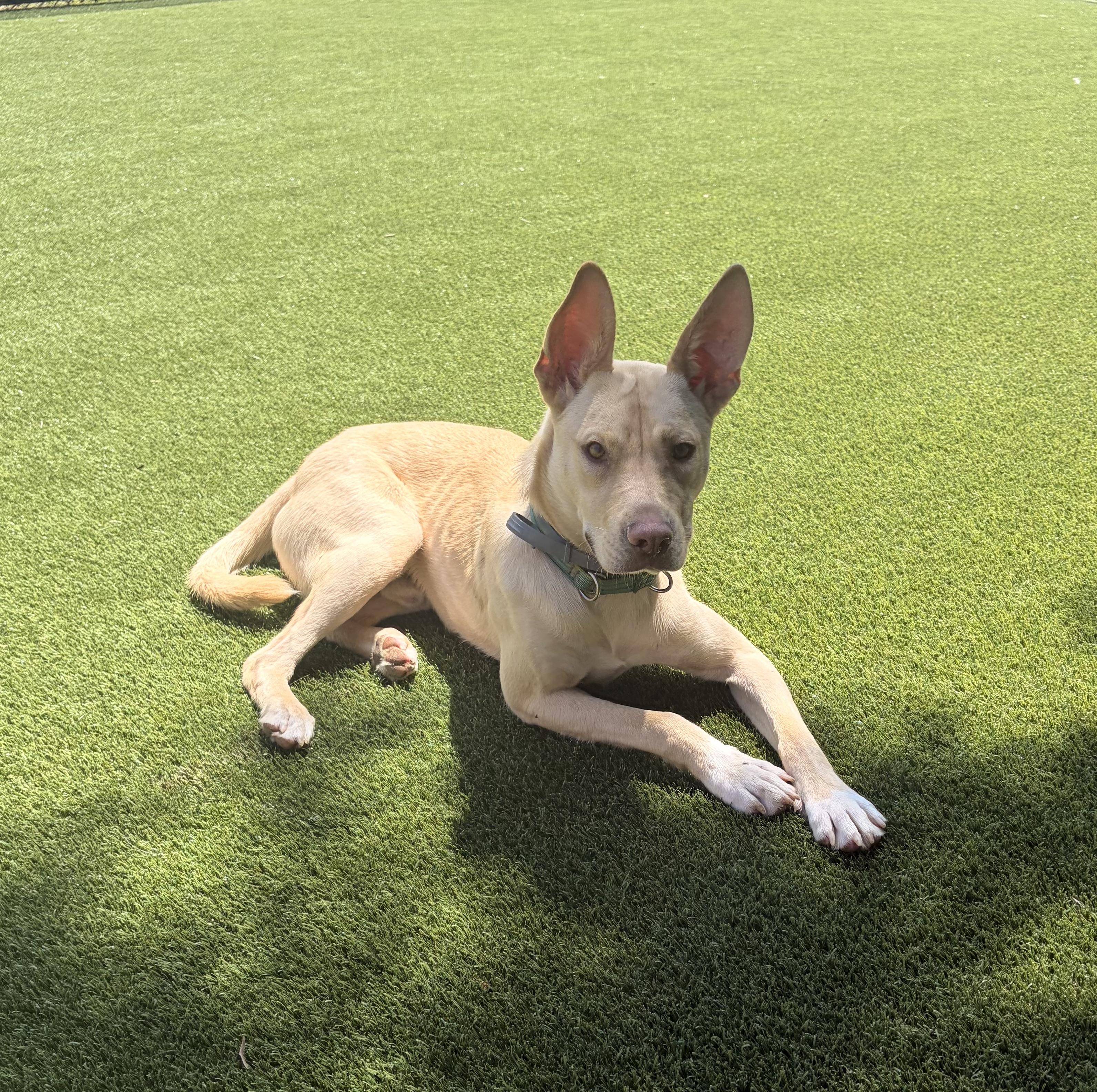 Calvin, ADOPTABLE, Young Male Husky.