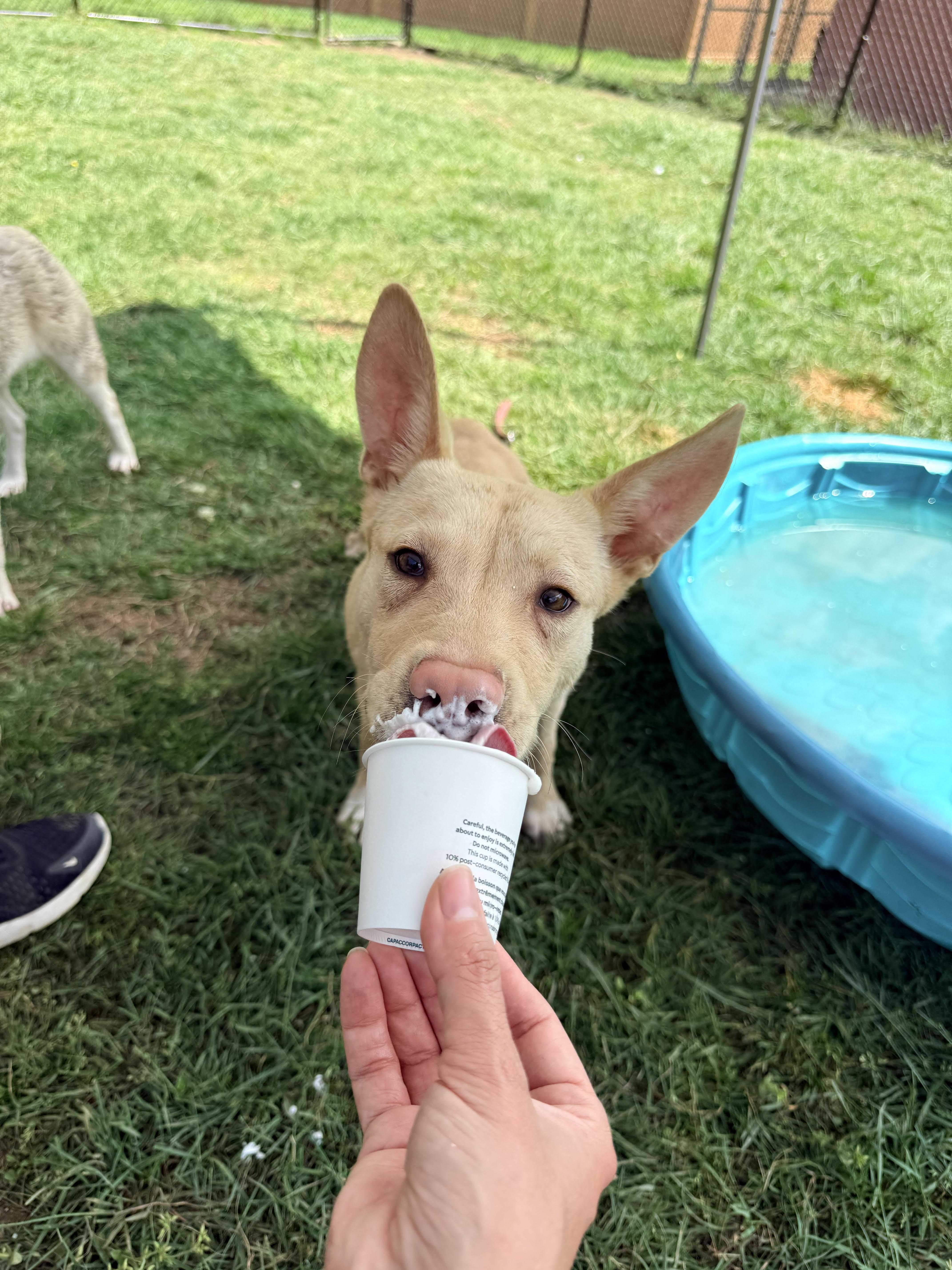Enlarge Calvin, a ADOPTABLE mixed breed in Pittsburgh, PA image 2/5
