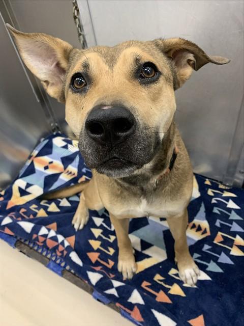 Enlarge HARLEY, a Adoptable mixed breed in Fairbanks, AK image 1/1