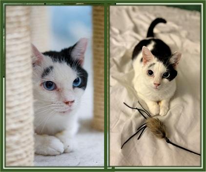 Kenny & Penny (FeLV+ love birds)