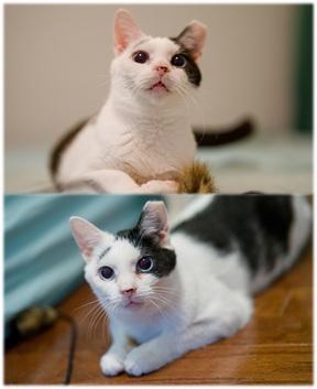 Kenny & Penny (FeLV+ love birds)